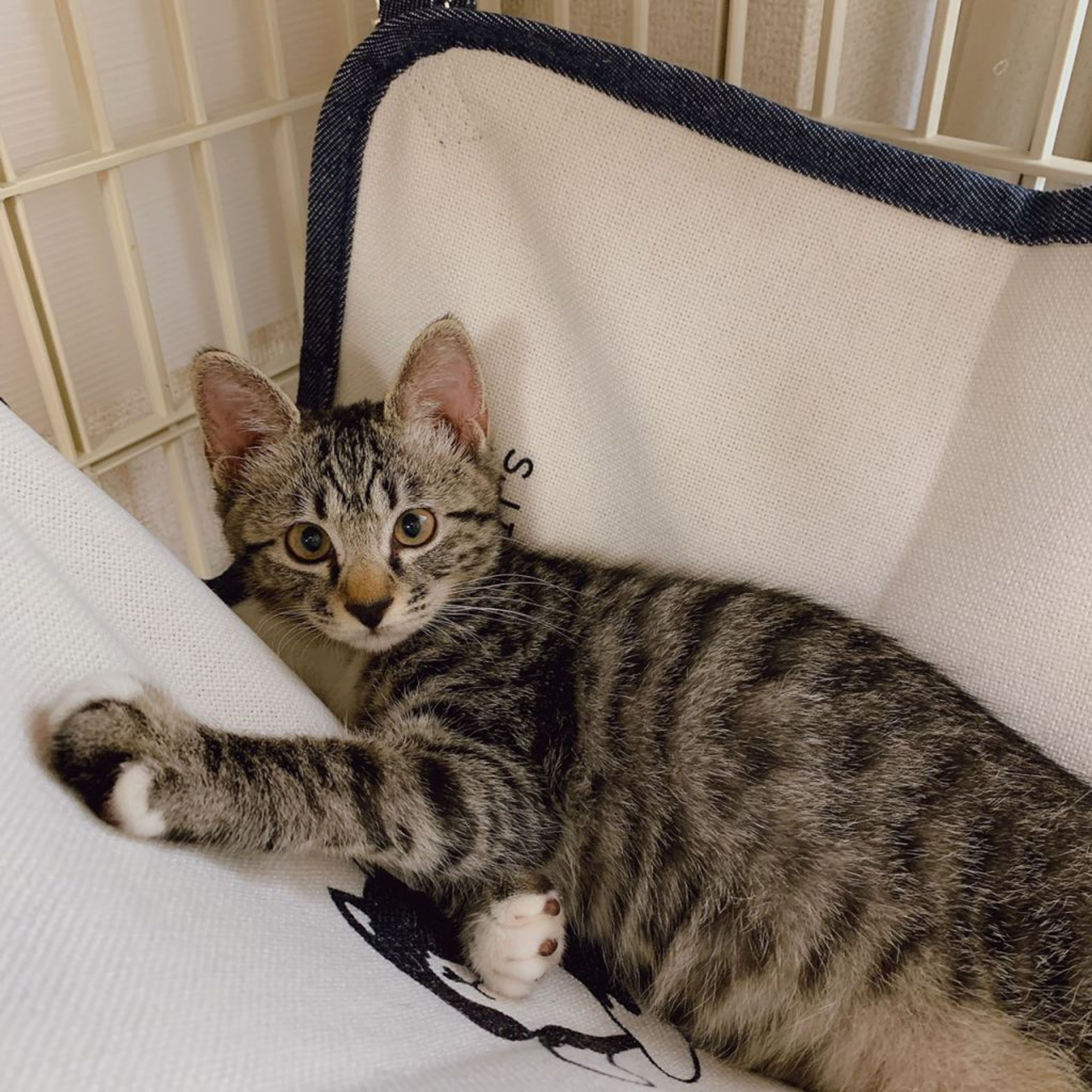 雑種（ミックス猫）・メスの里親募集の写真