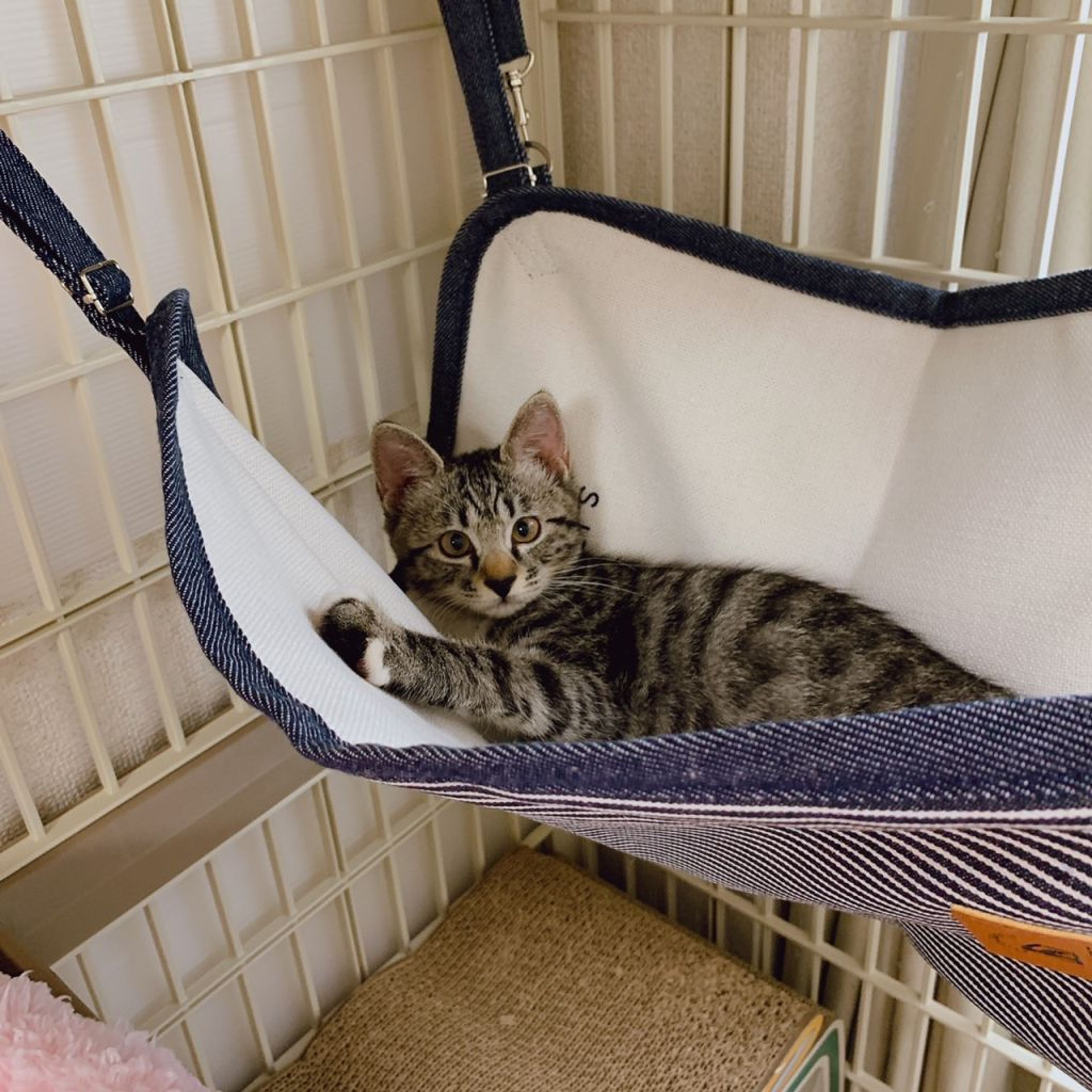 pet-image-3