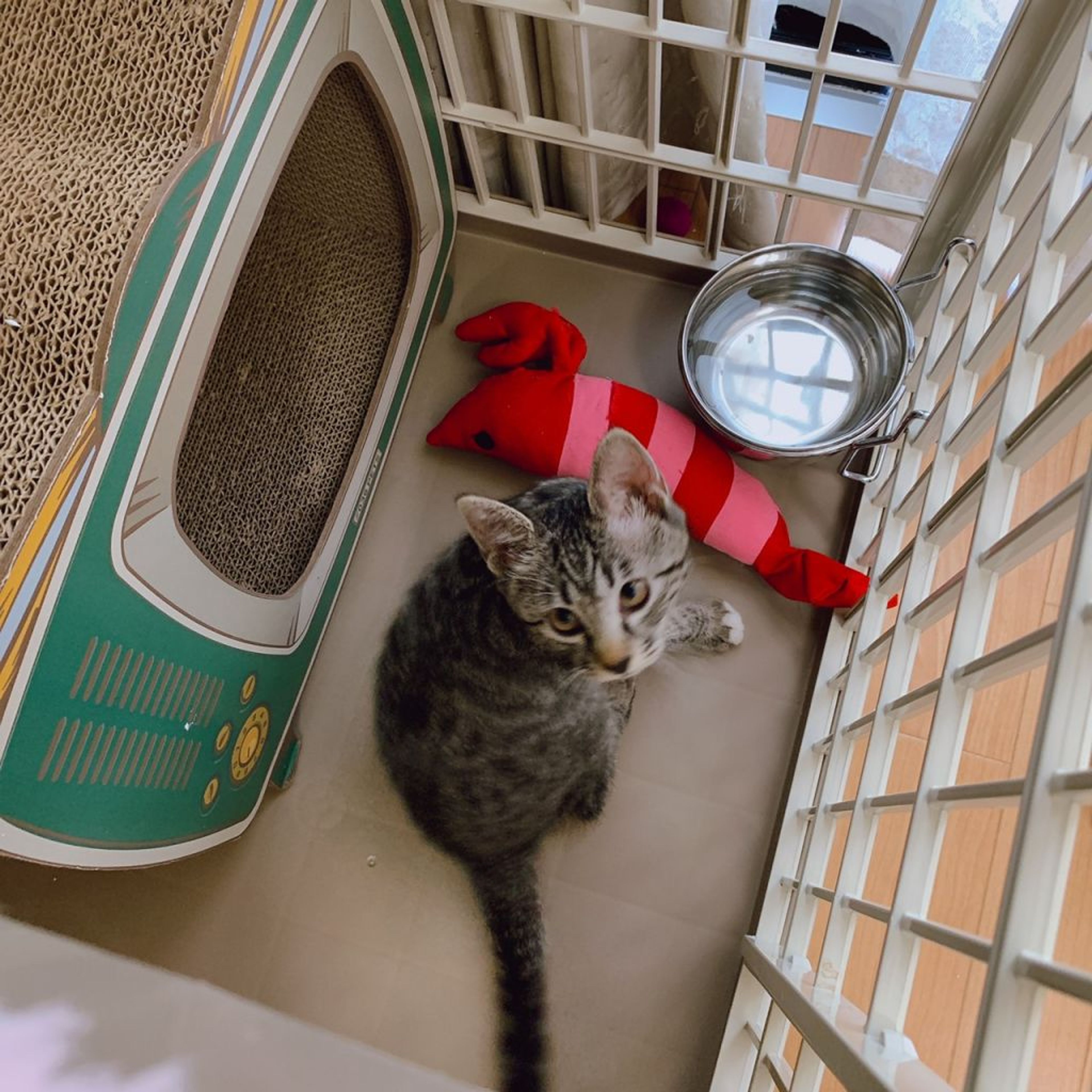 pet-image-5