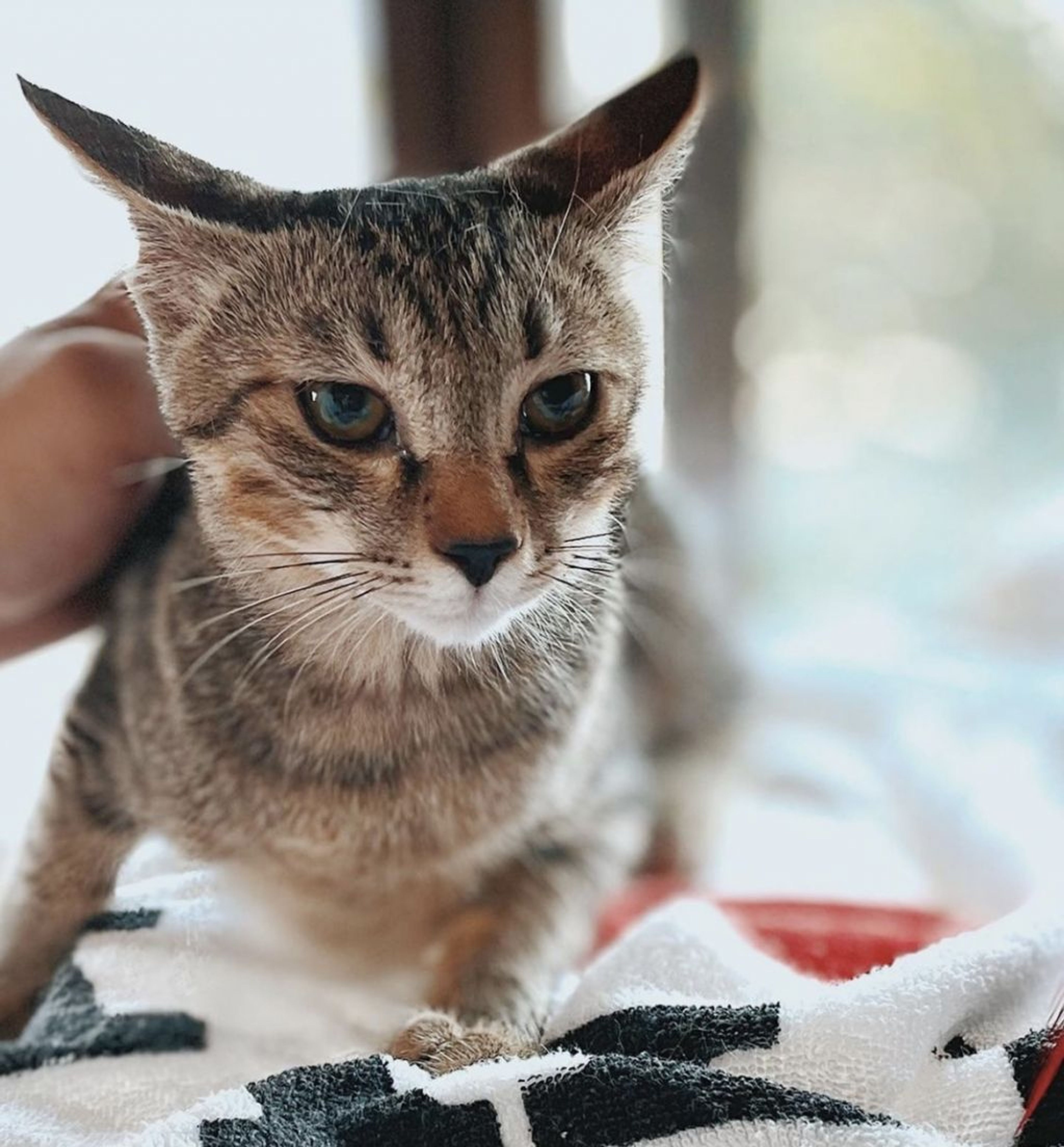 雑種（ミックス猫）・オスの里親募集の写真