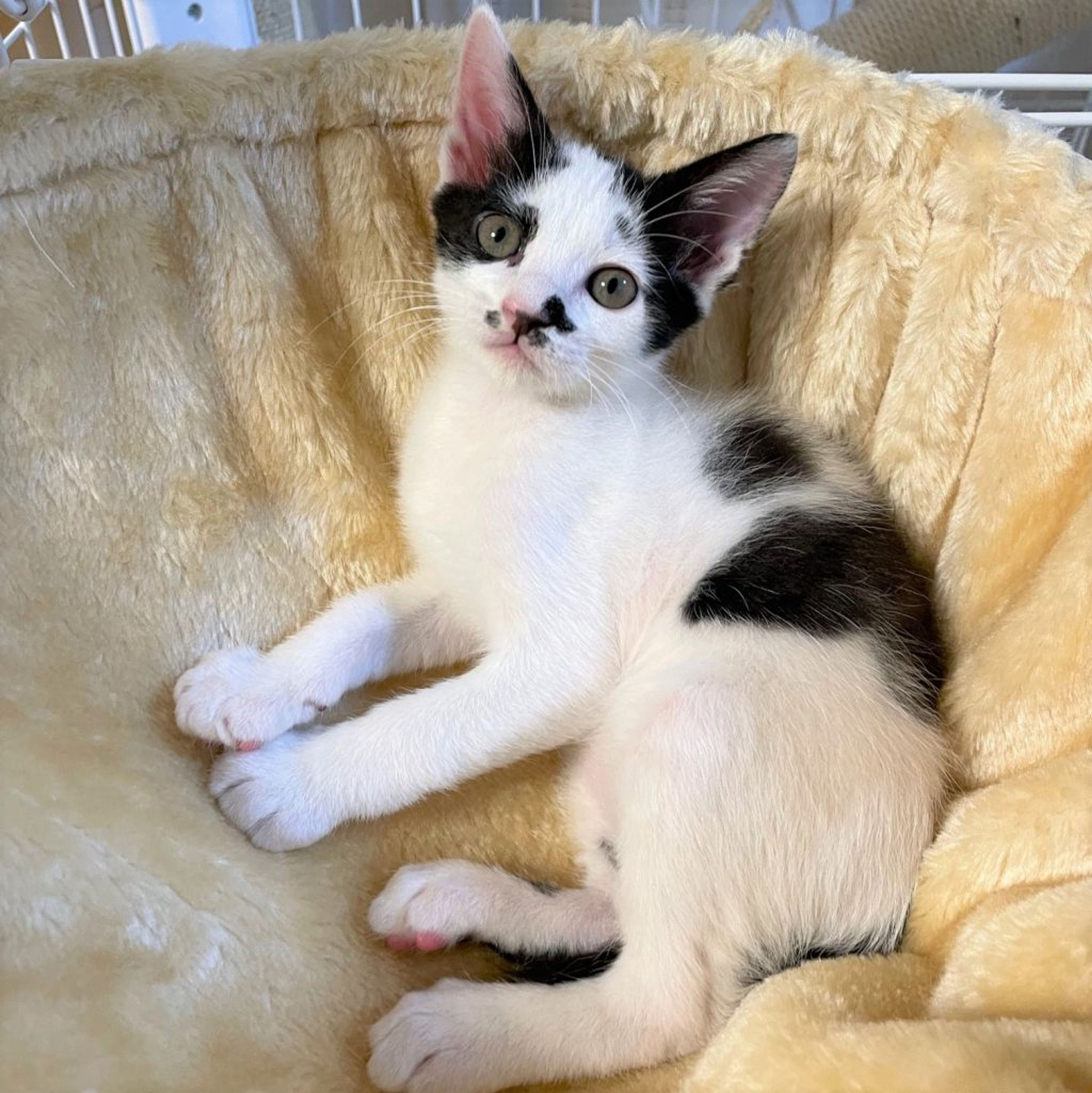 pet-image-2