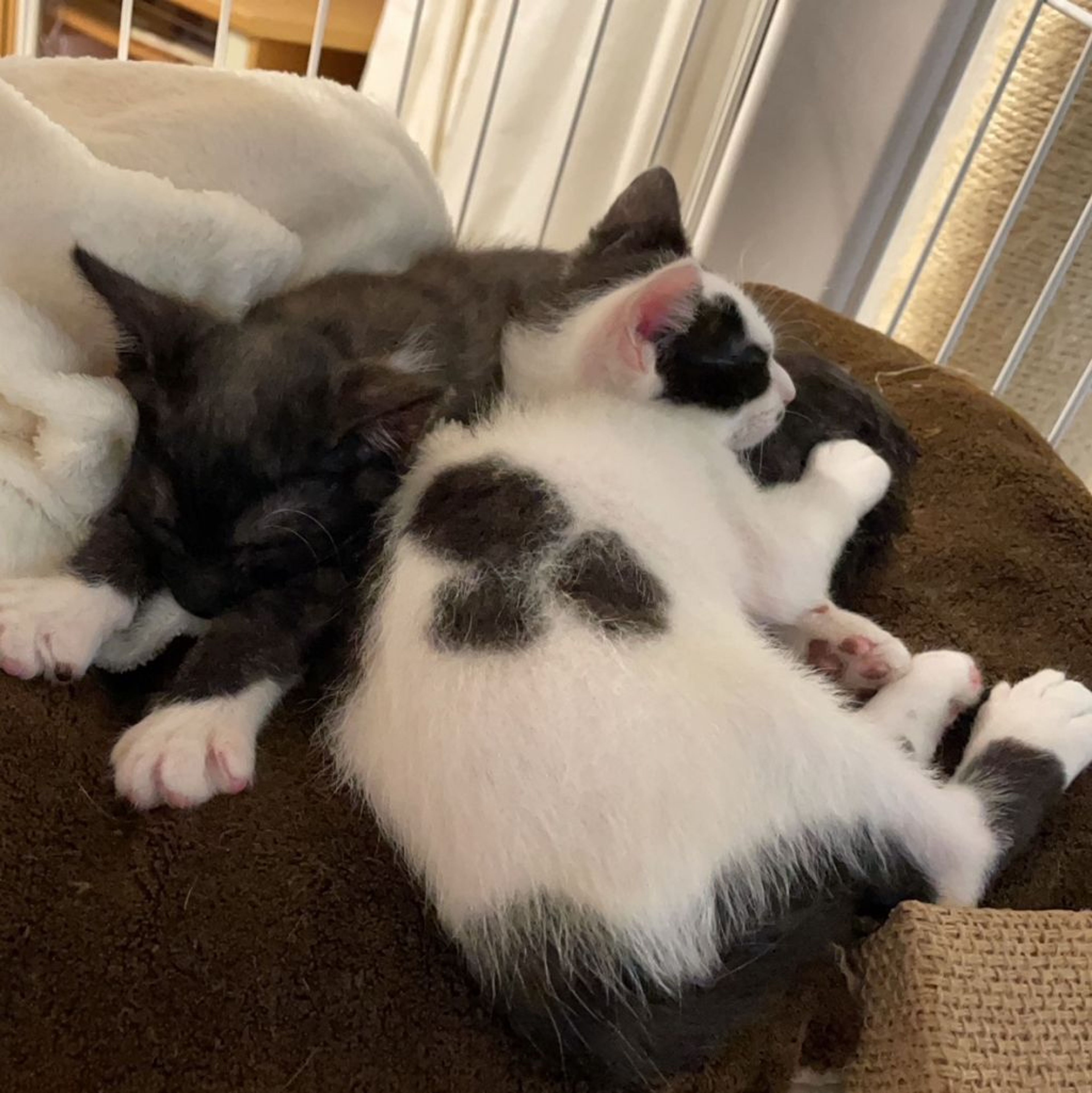 pet-image-3