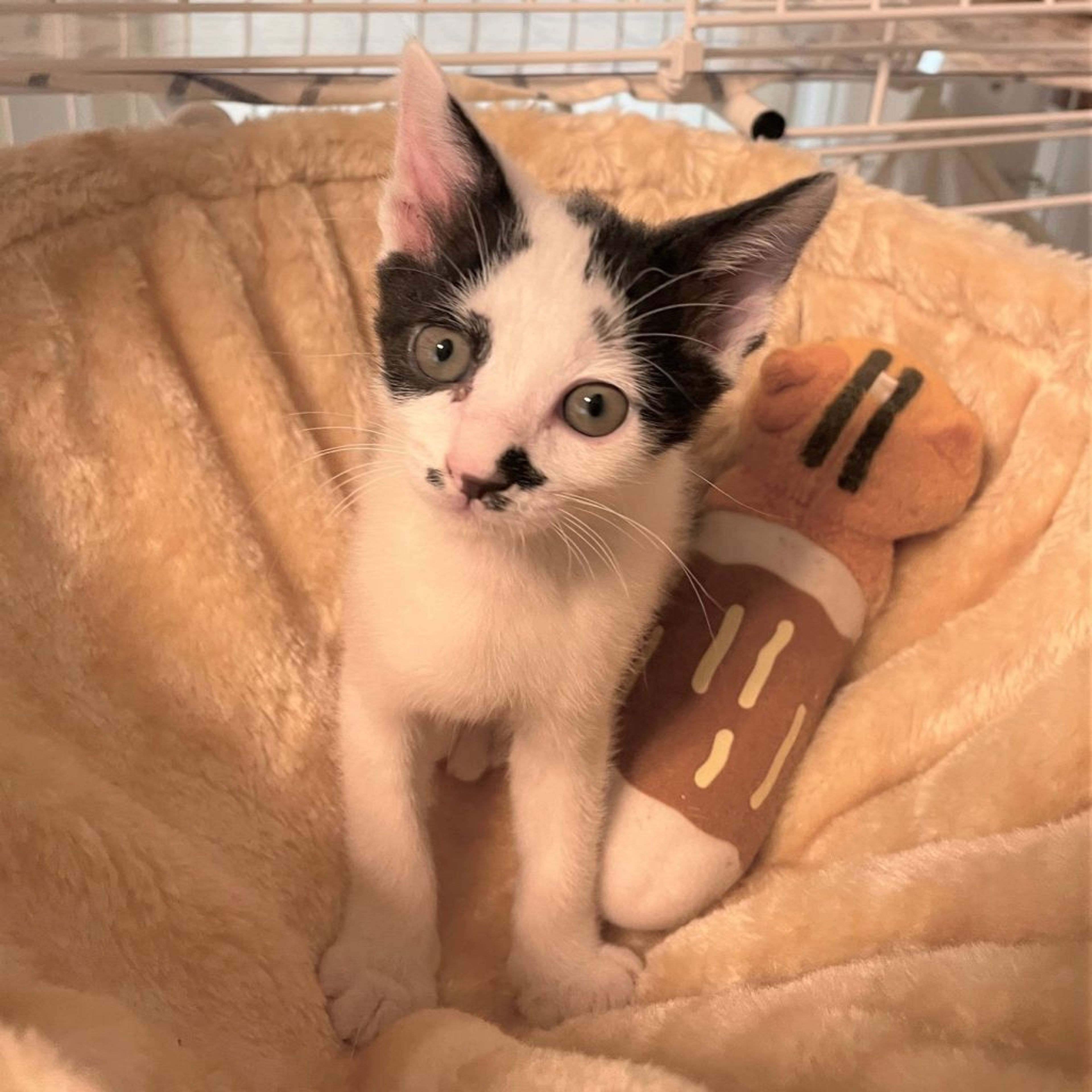 pet-image-4