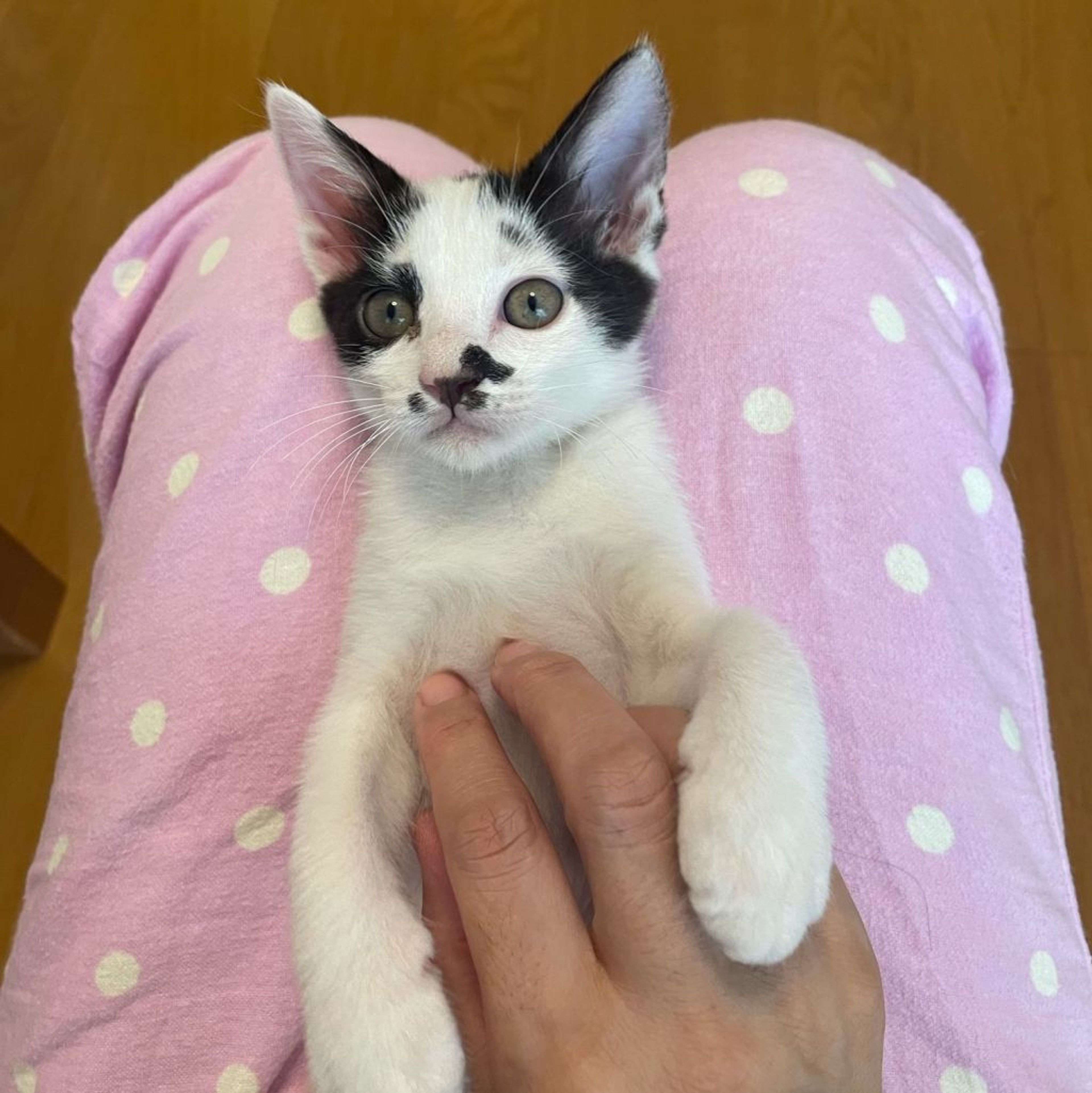 pet-image-8