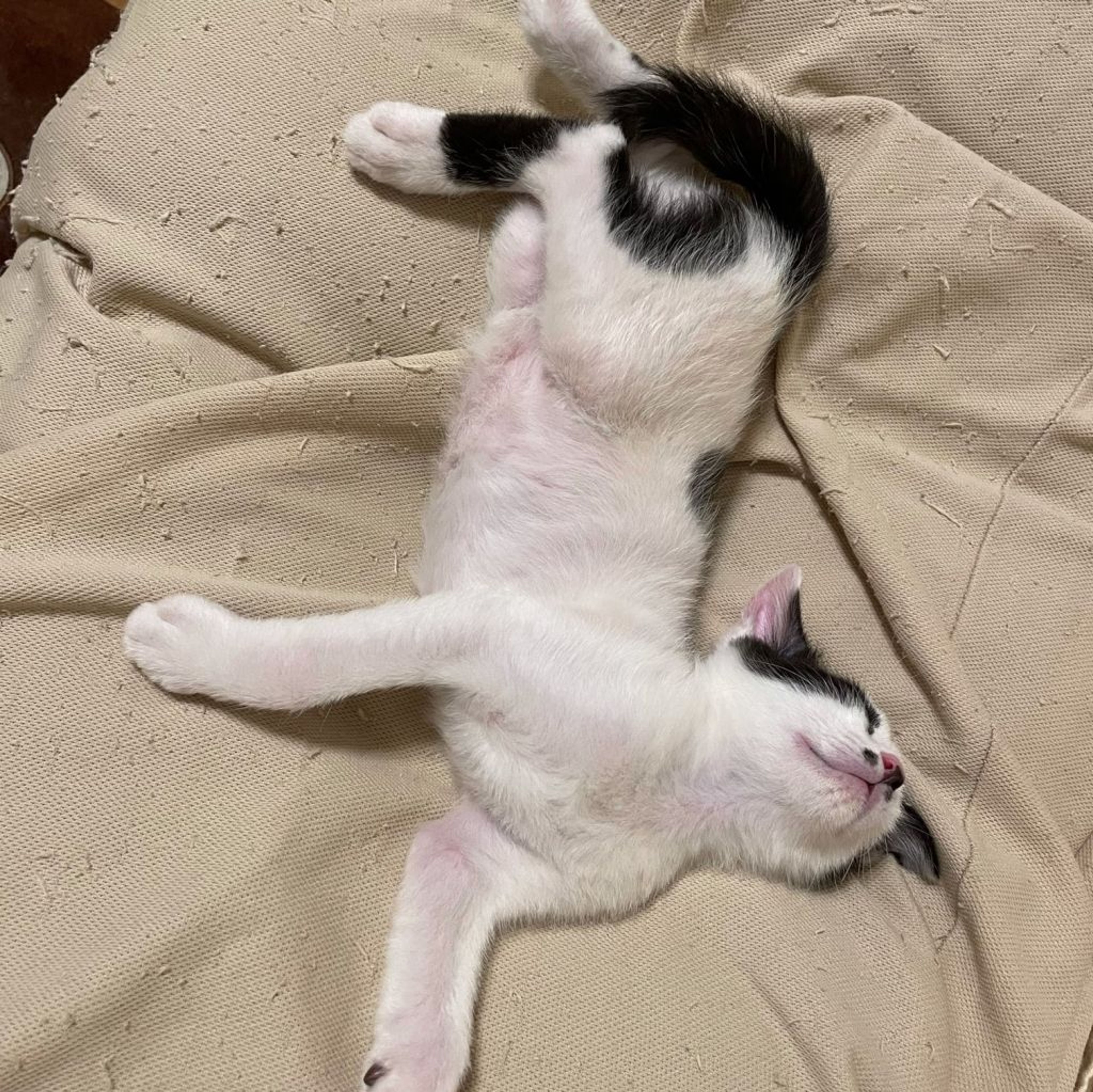 pet-image-9