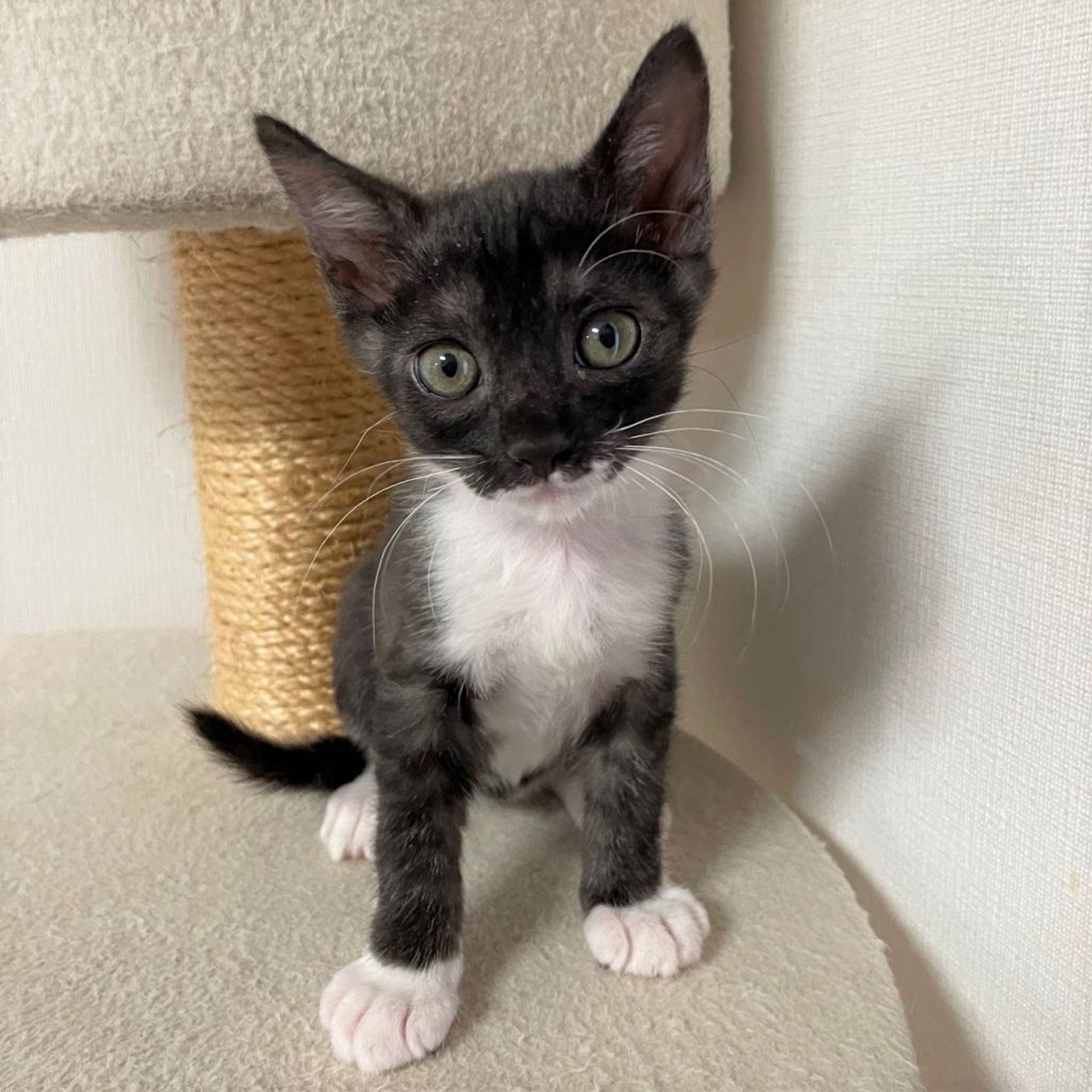 雑種（ミックス猫）・オスの里親募集の写真