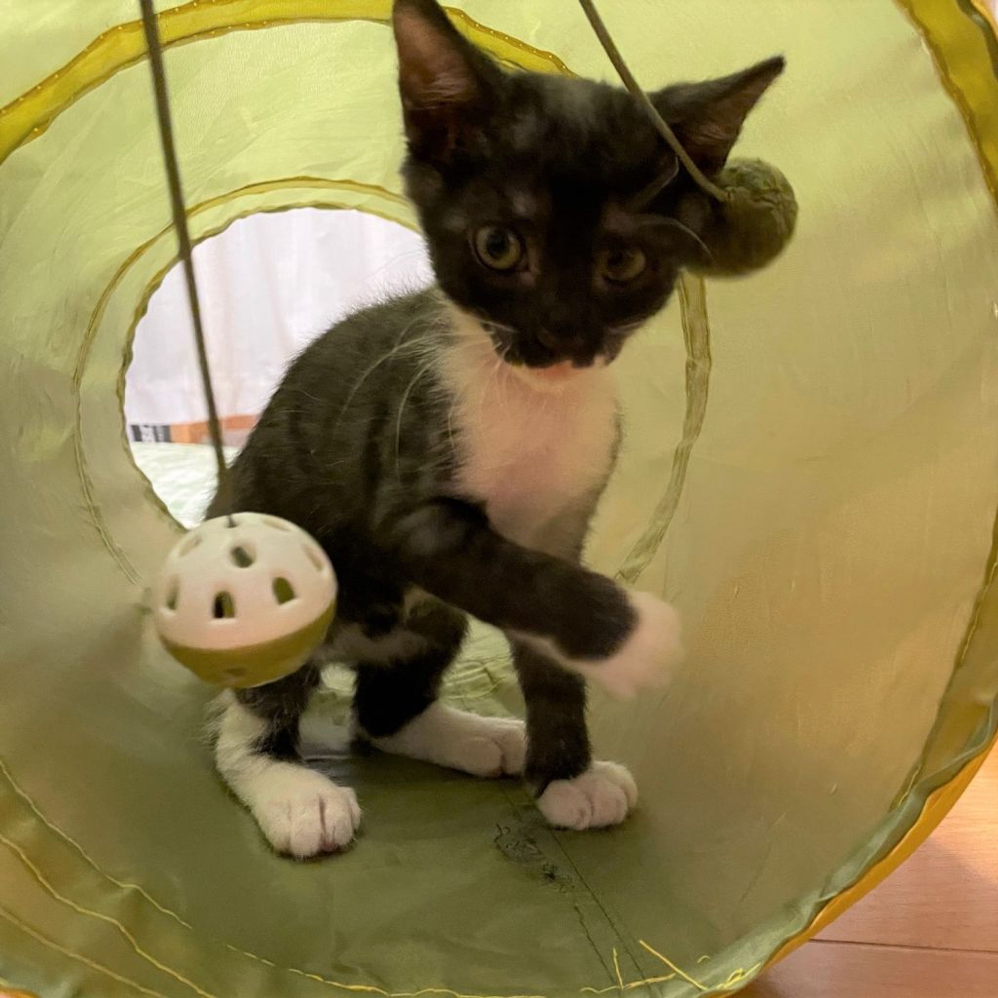 pet-image-3