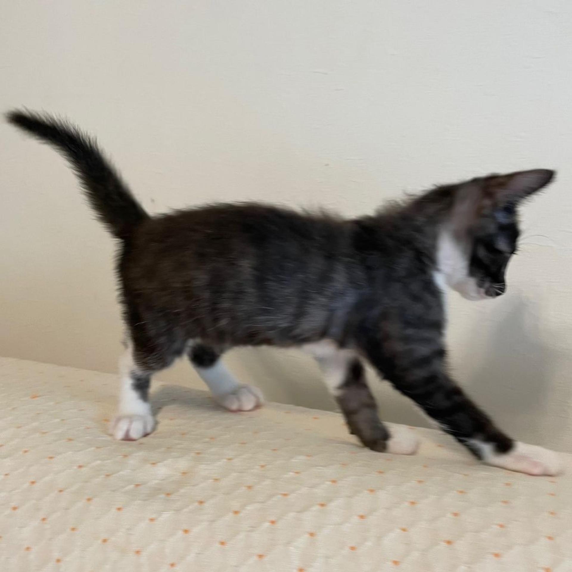 pet-image-6