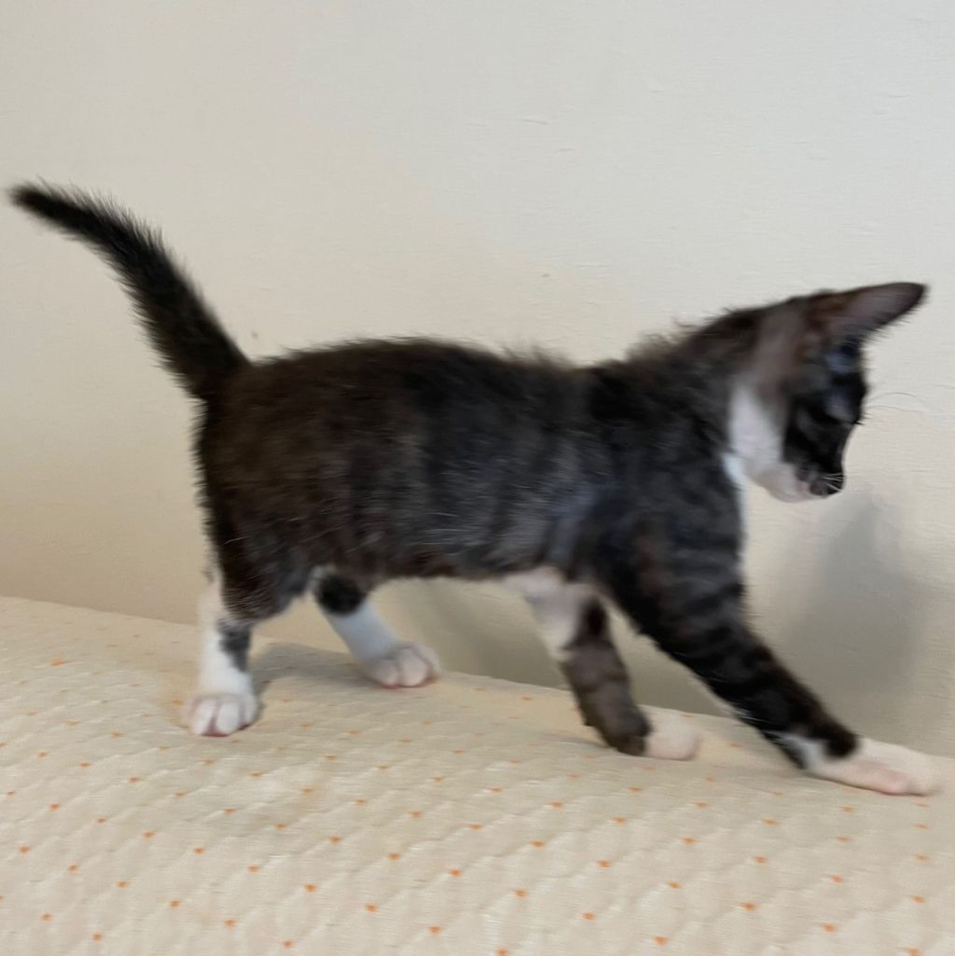 pet-image-6