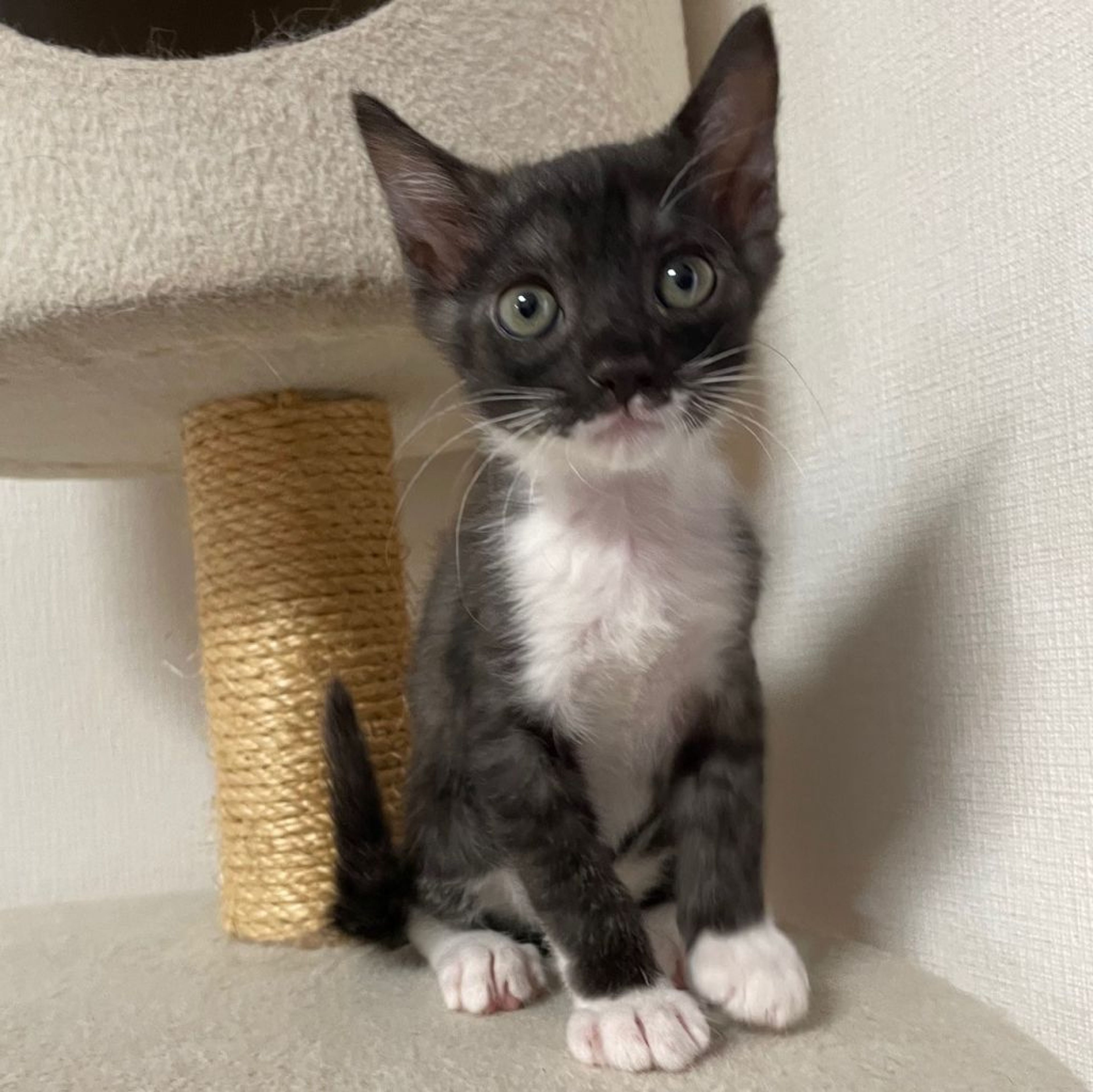 pet-image-8