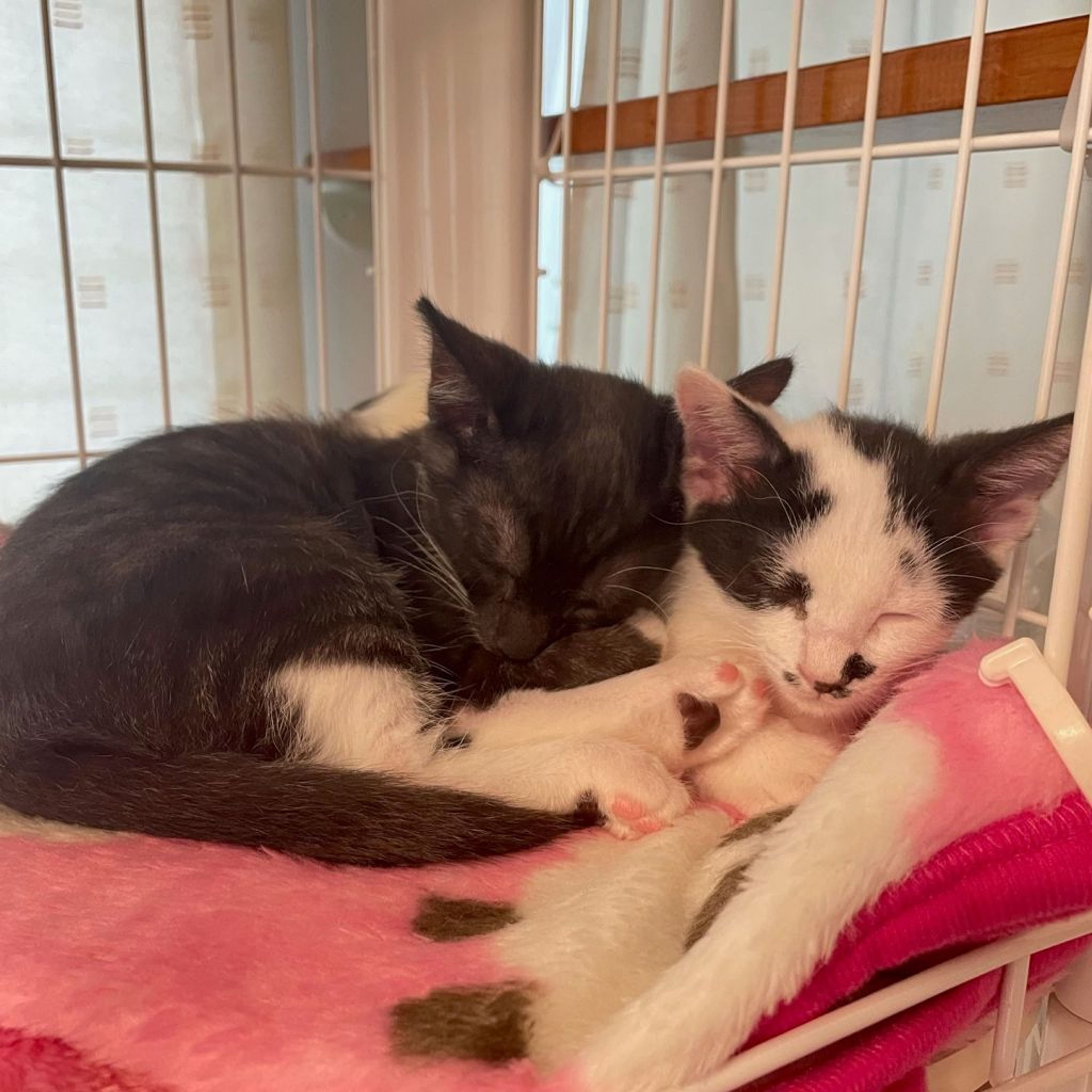 pet-image-9