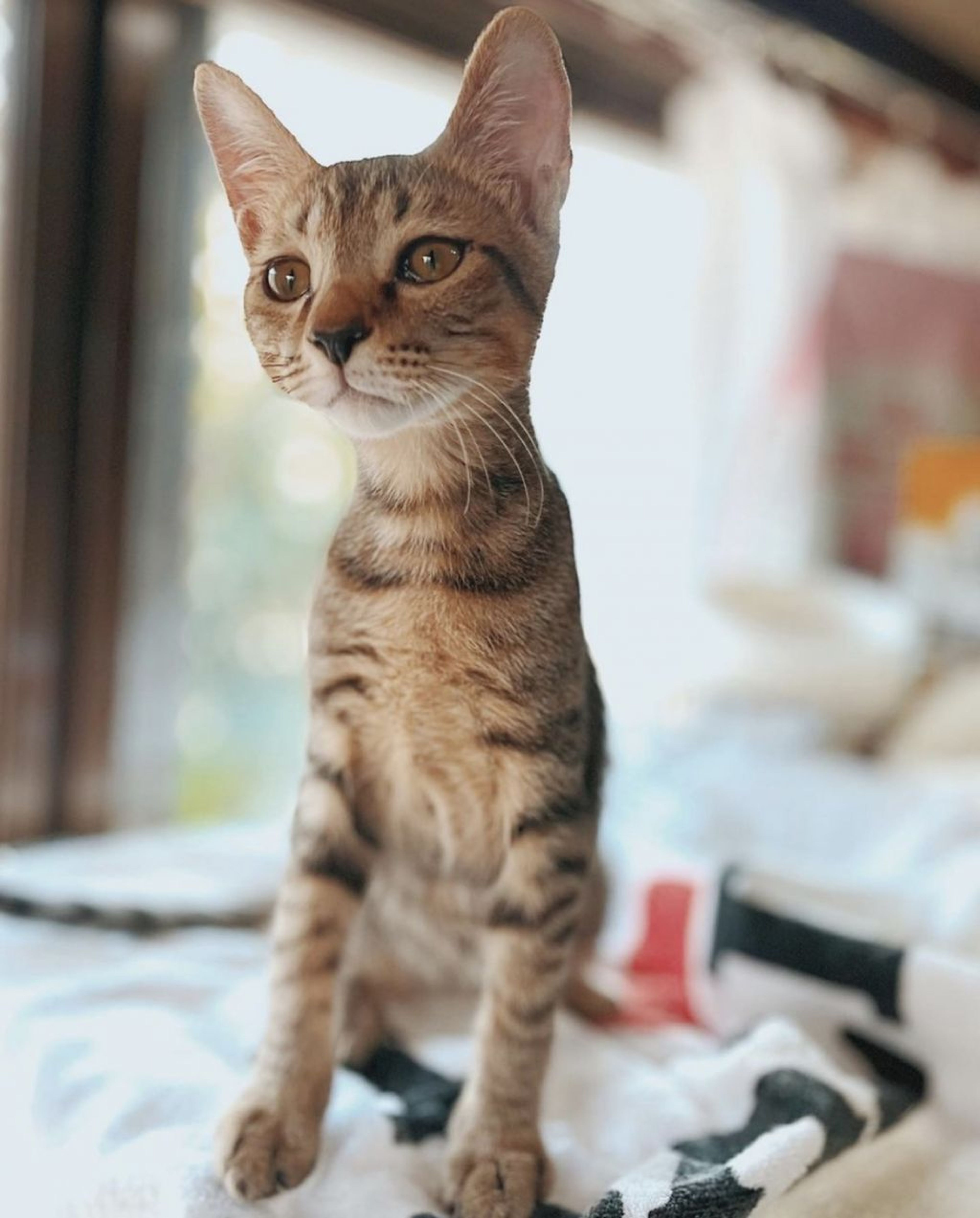 雑種（ミックス猫）・オスの里親募集の写真