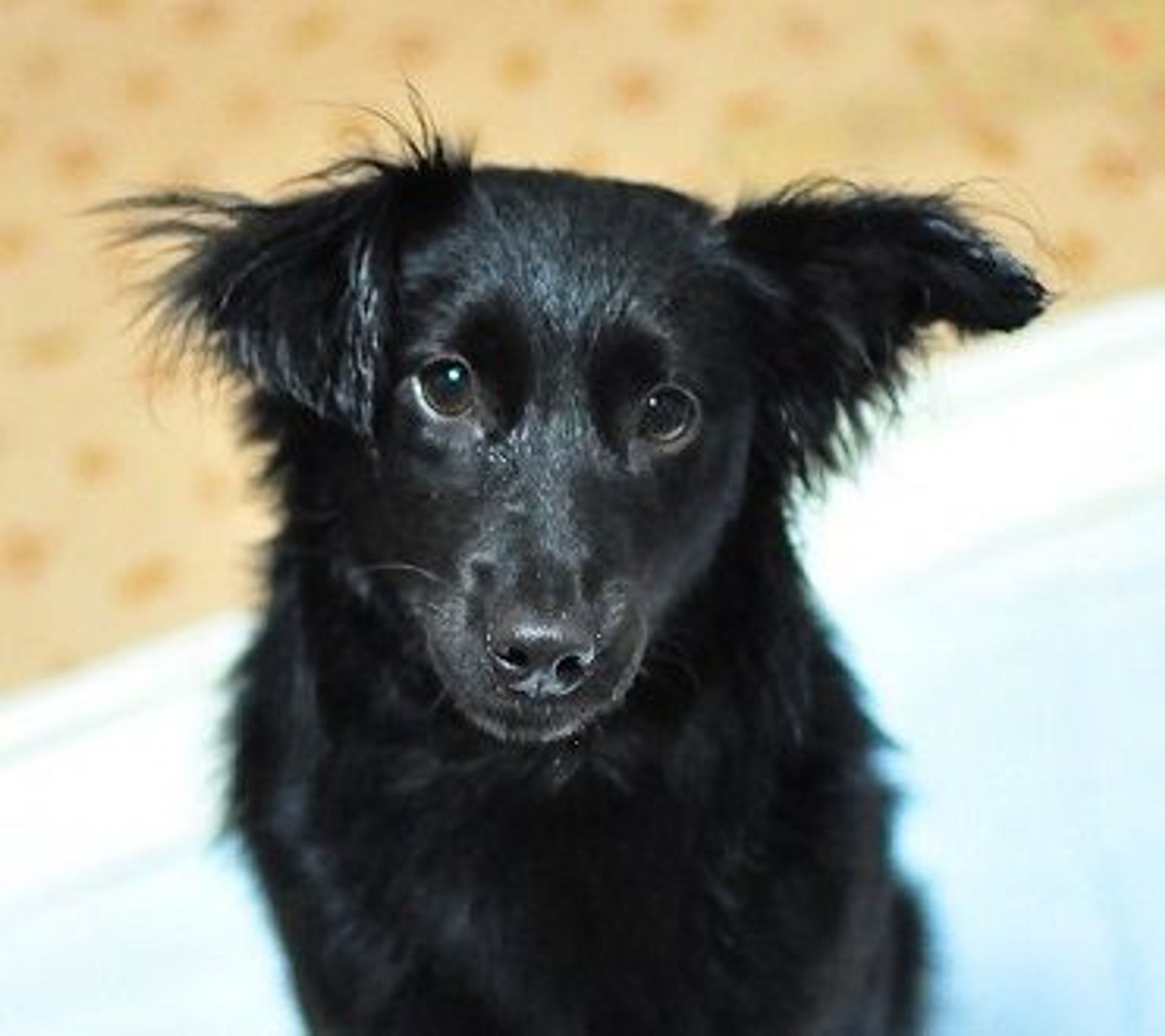 雑種（ミックス犬）・メスの里親募集の写真