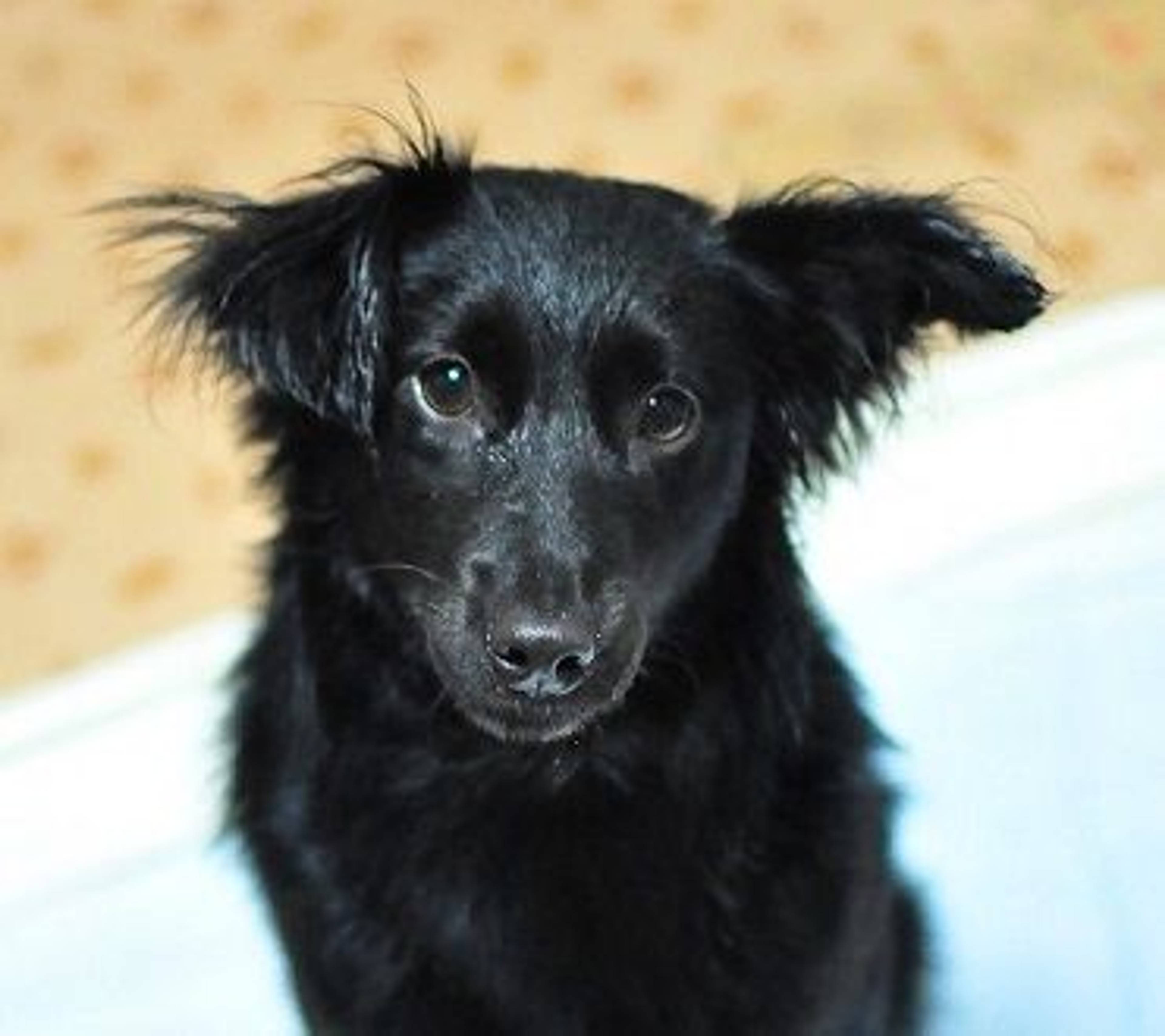 雑種（ミックス犬）・メスの里親募集の写真