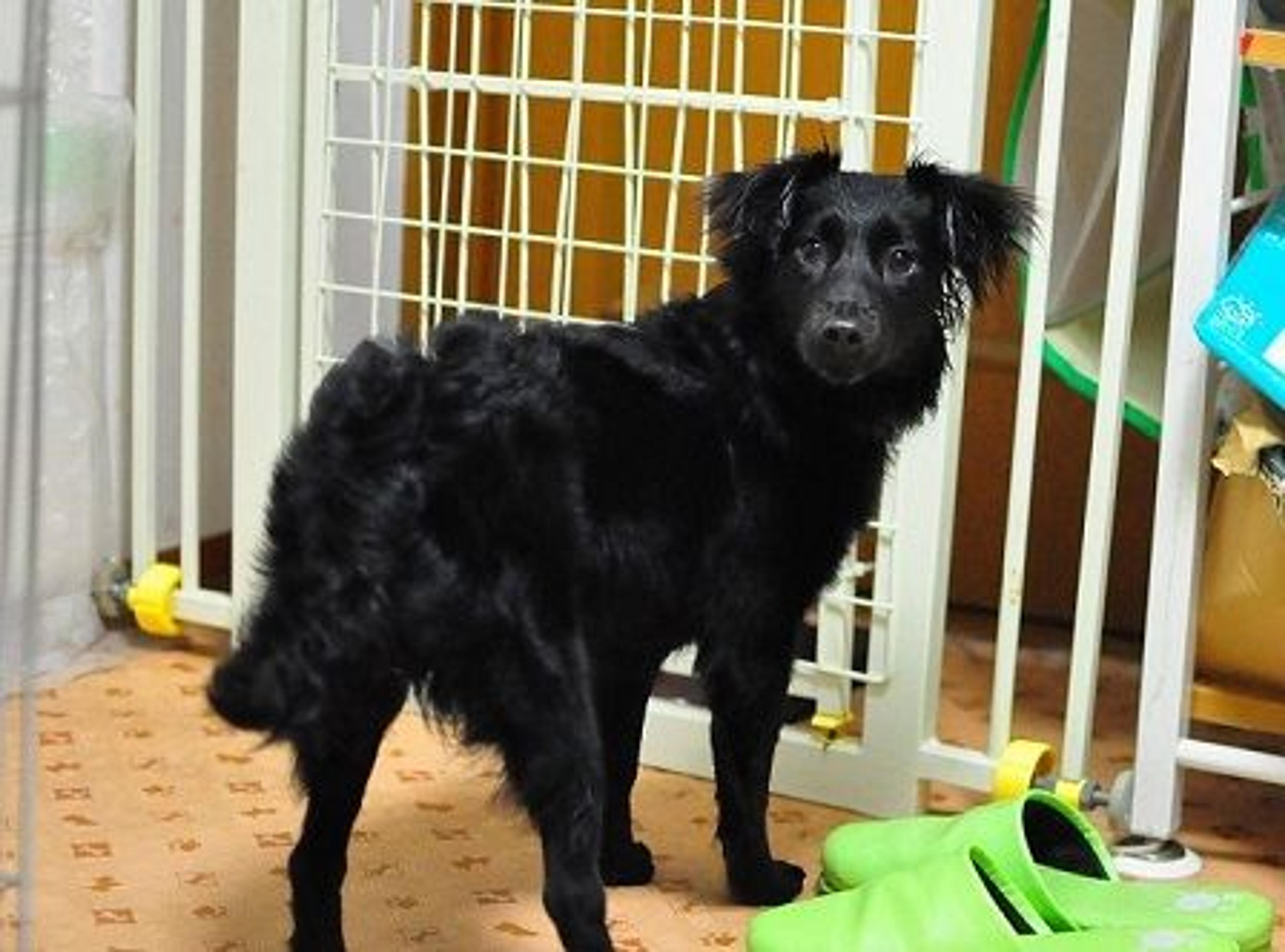 pet-image-2