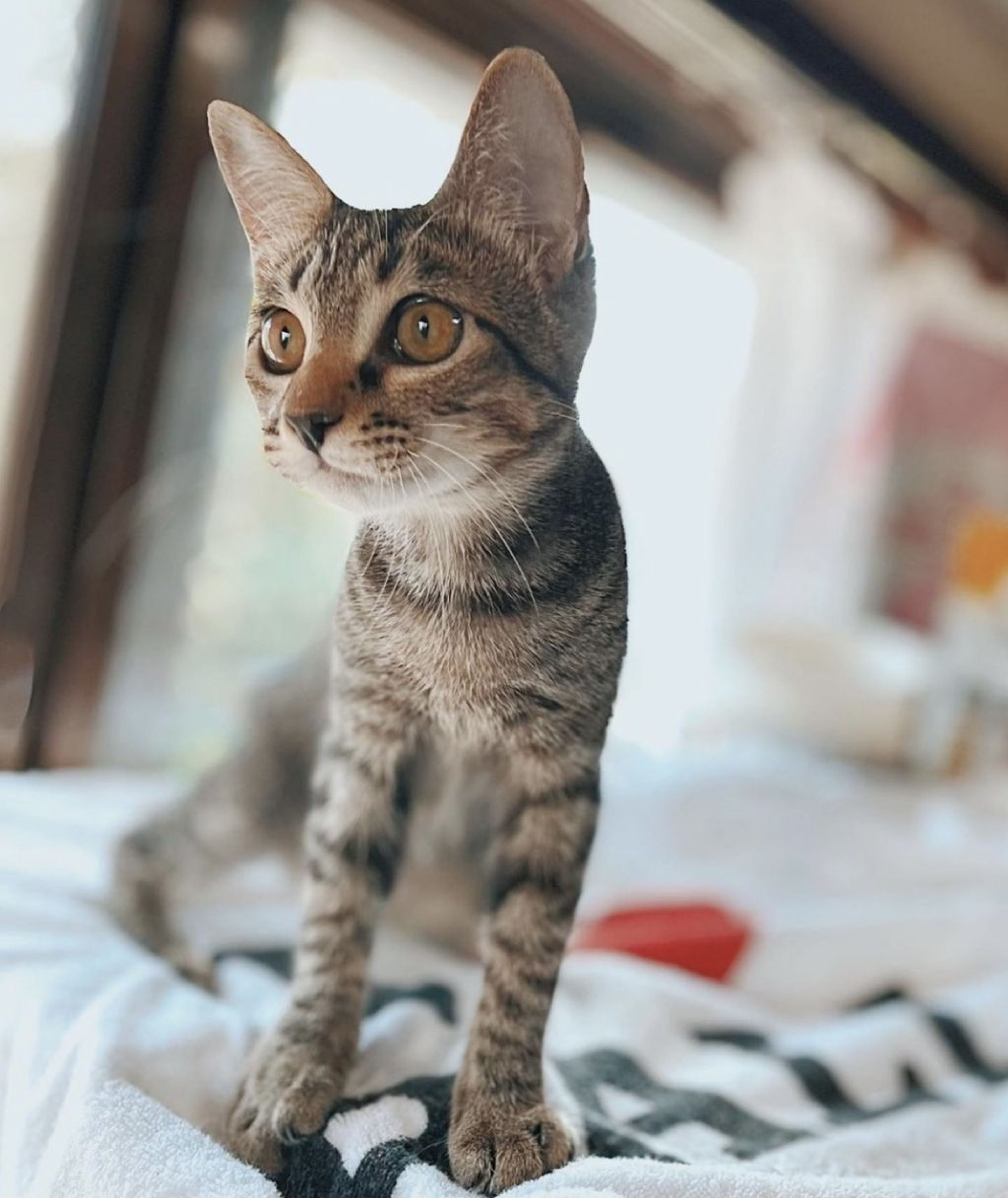 雑種（ミックス猫）・オスの里親募集の写真