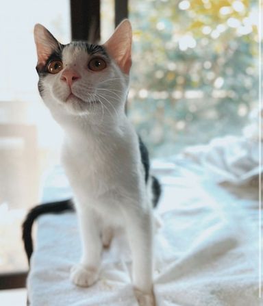カナリアの写真