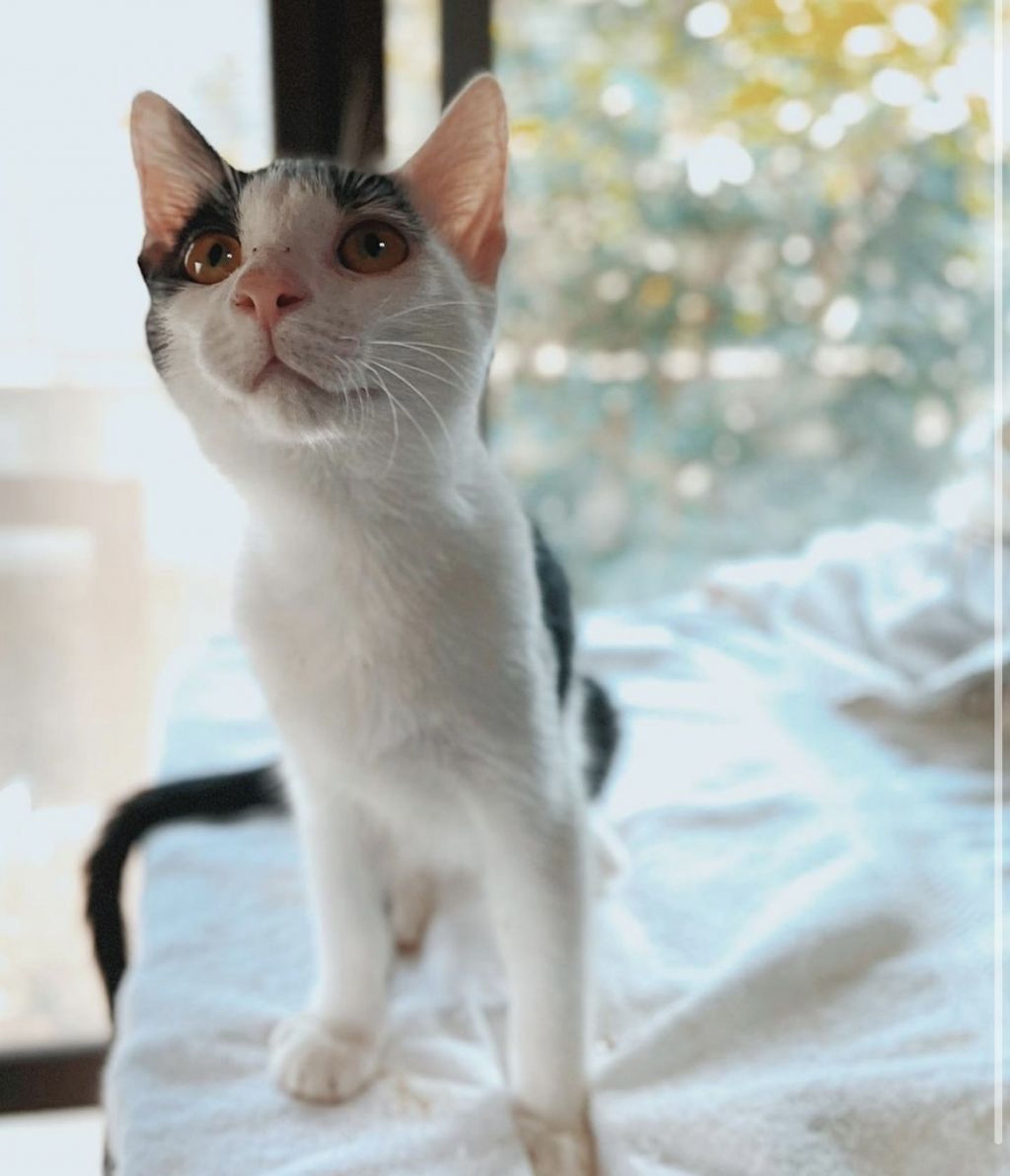 雑種（ミックス猫）・オスの里親募集の写真