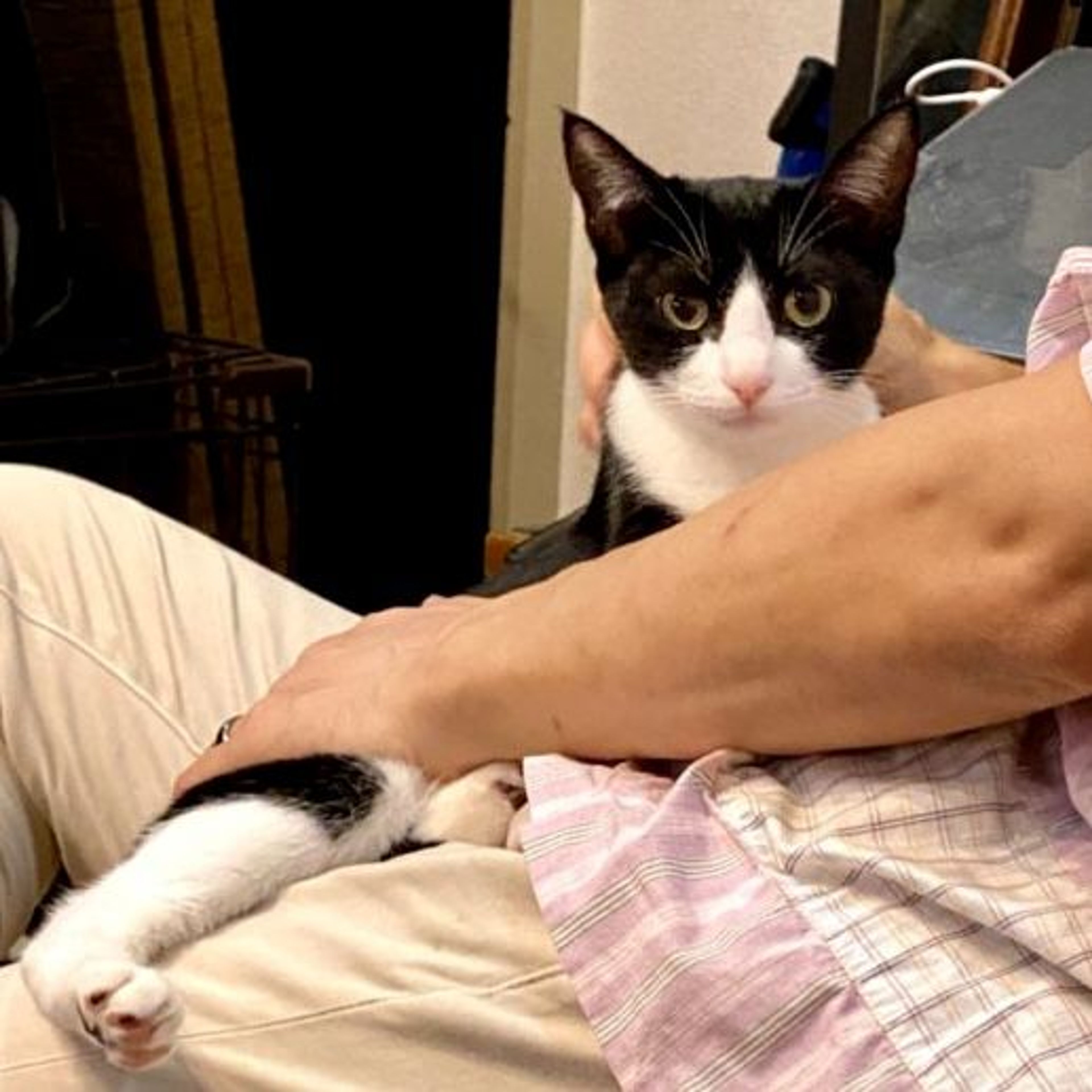 pet-image-5