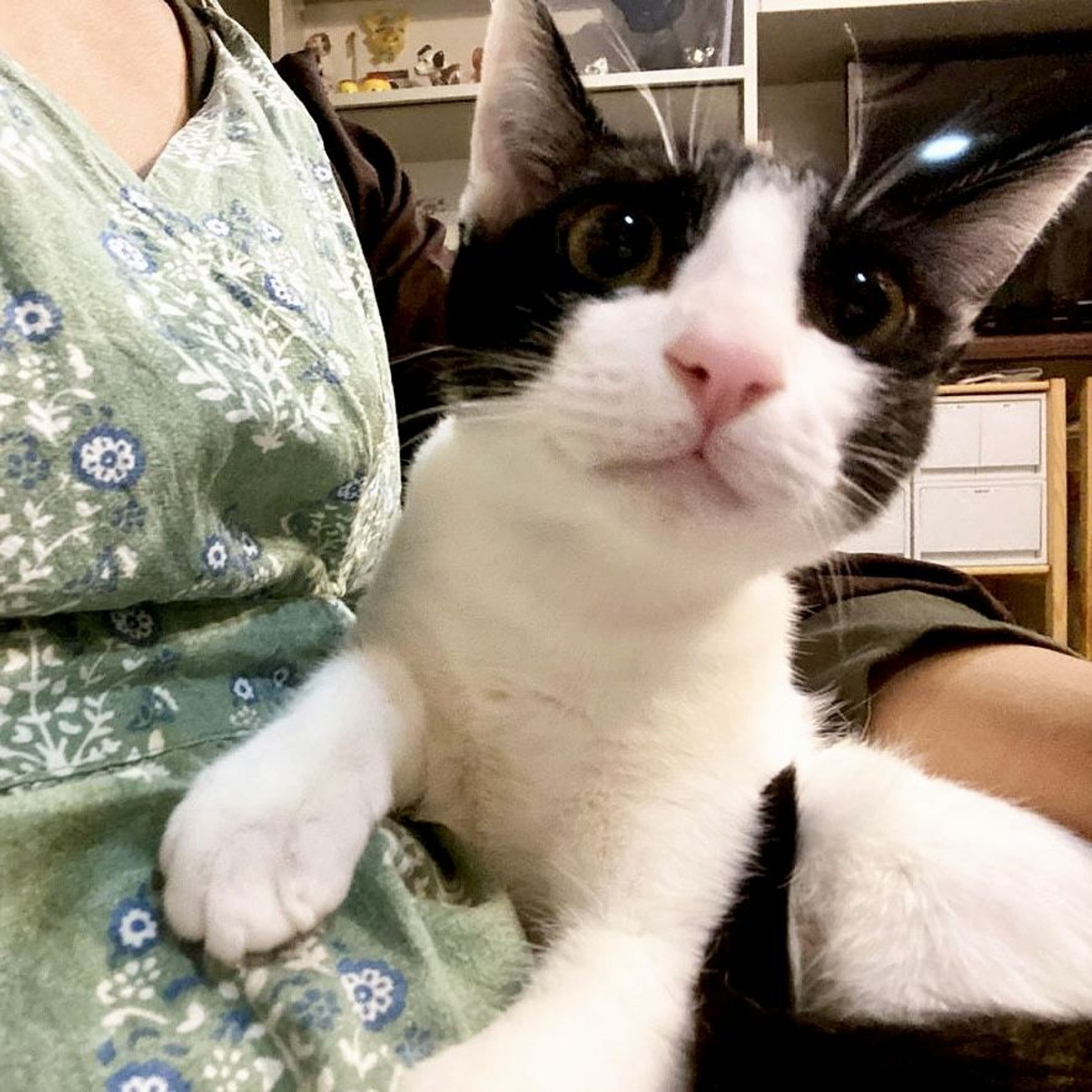 pet-image-6