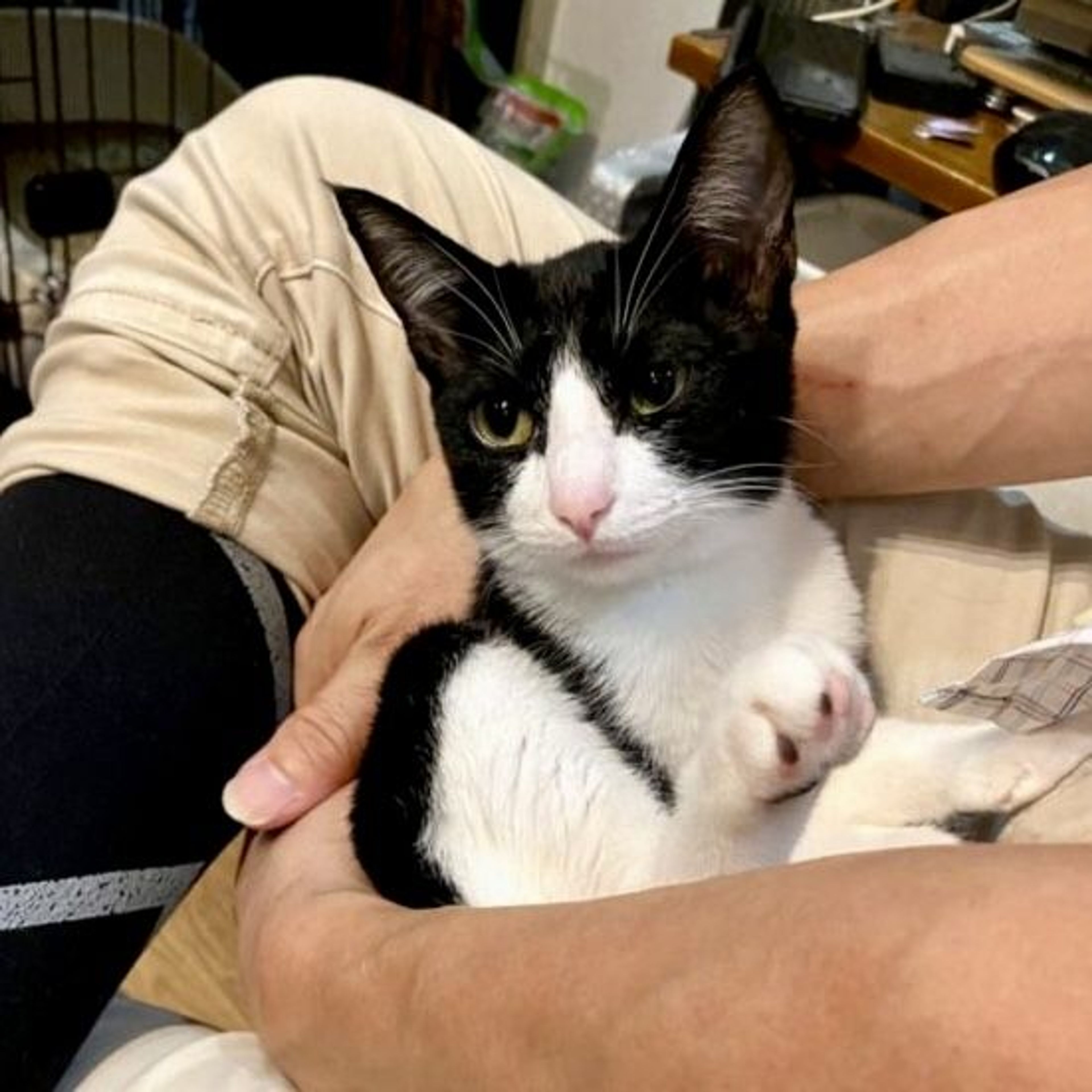 pet-image-9