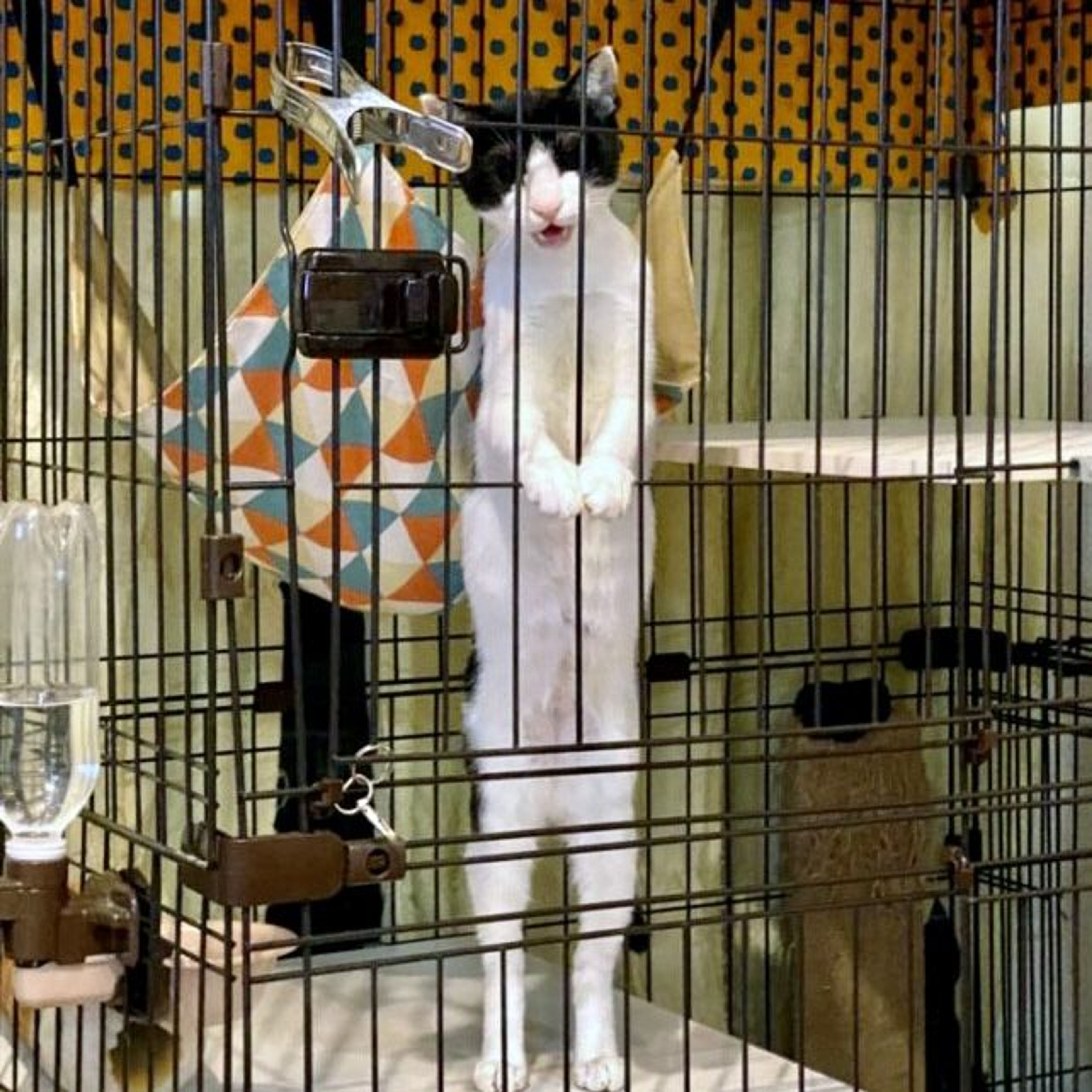 pet-image-10
