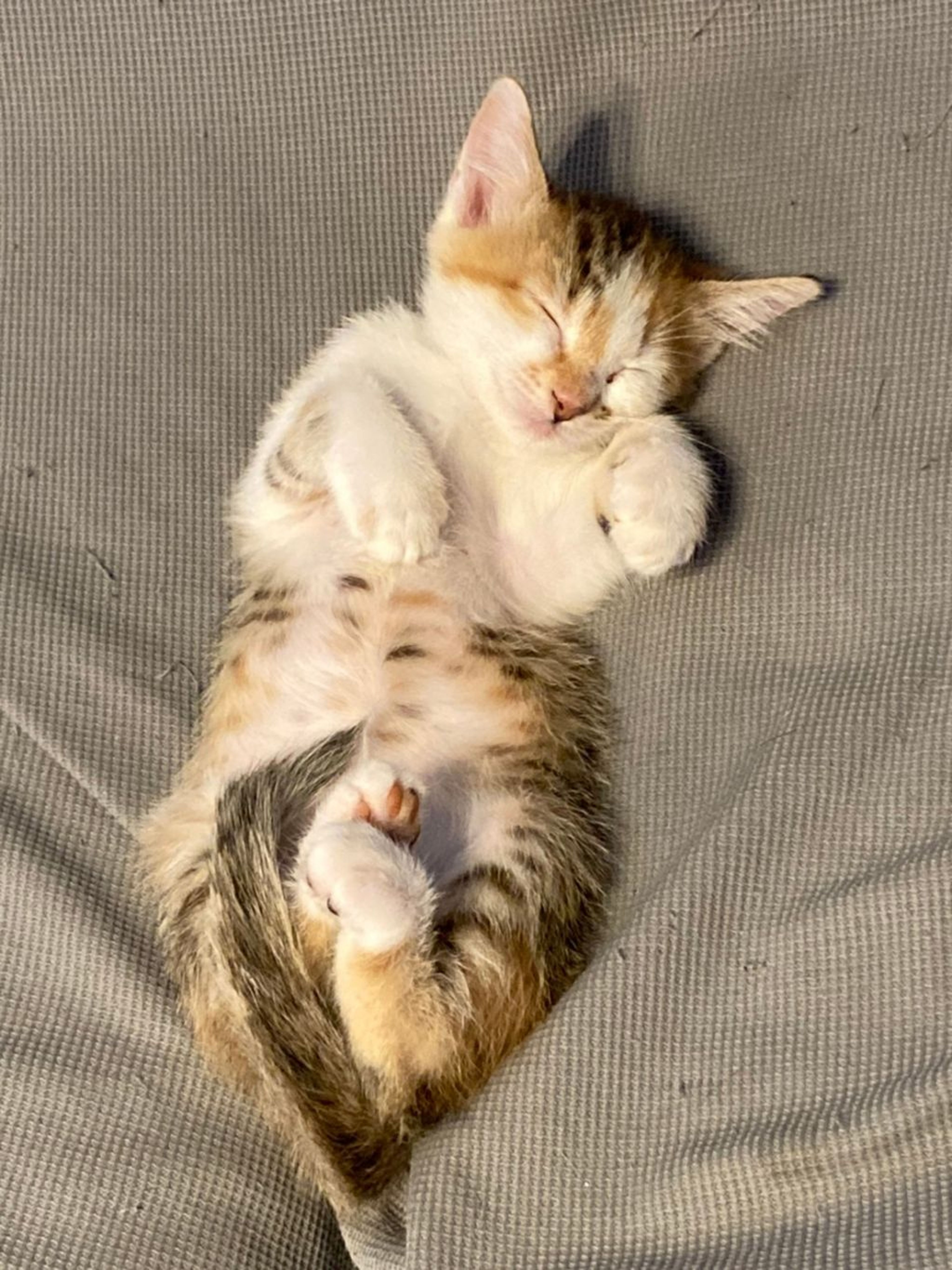 pet-image-2