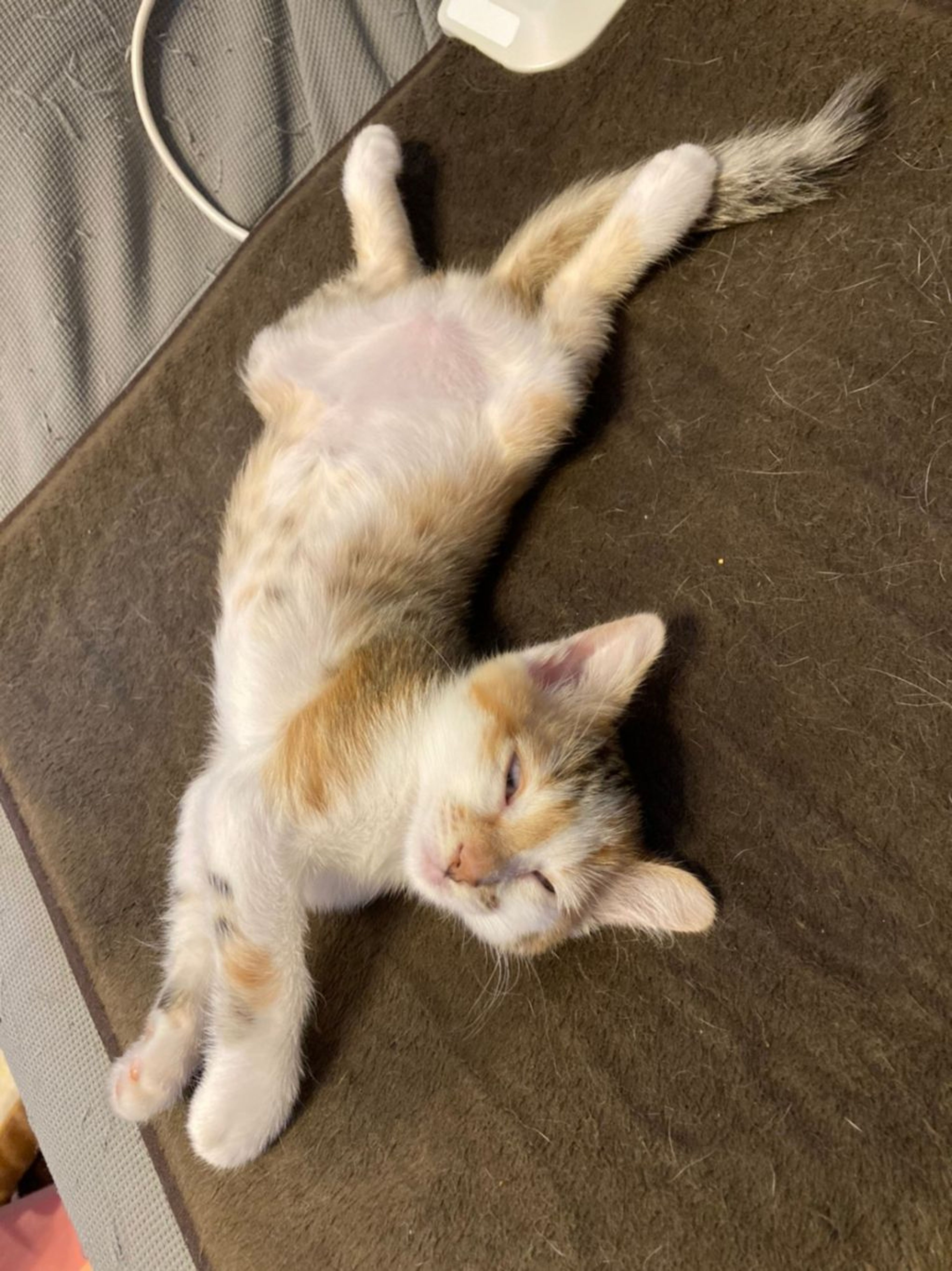 pet-image-4