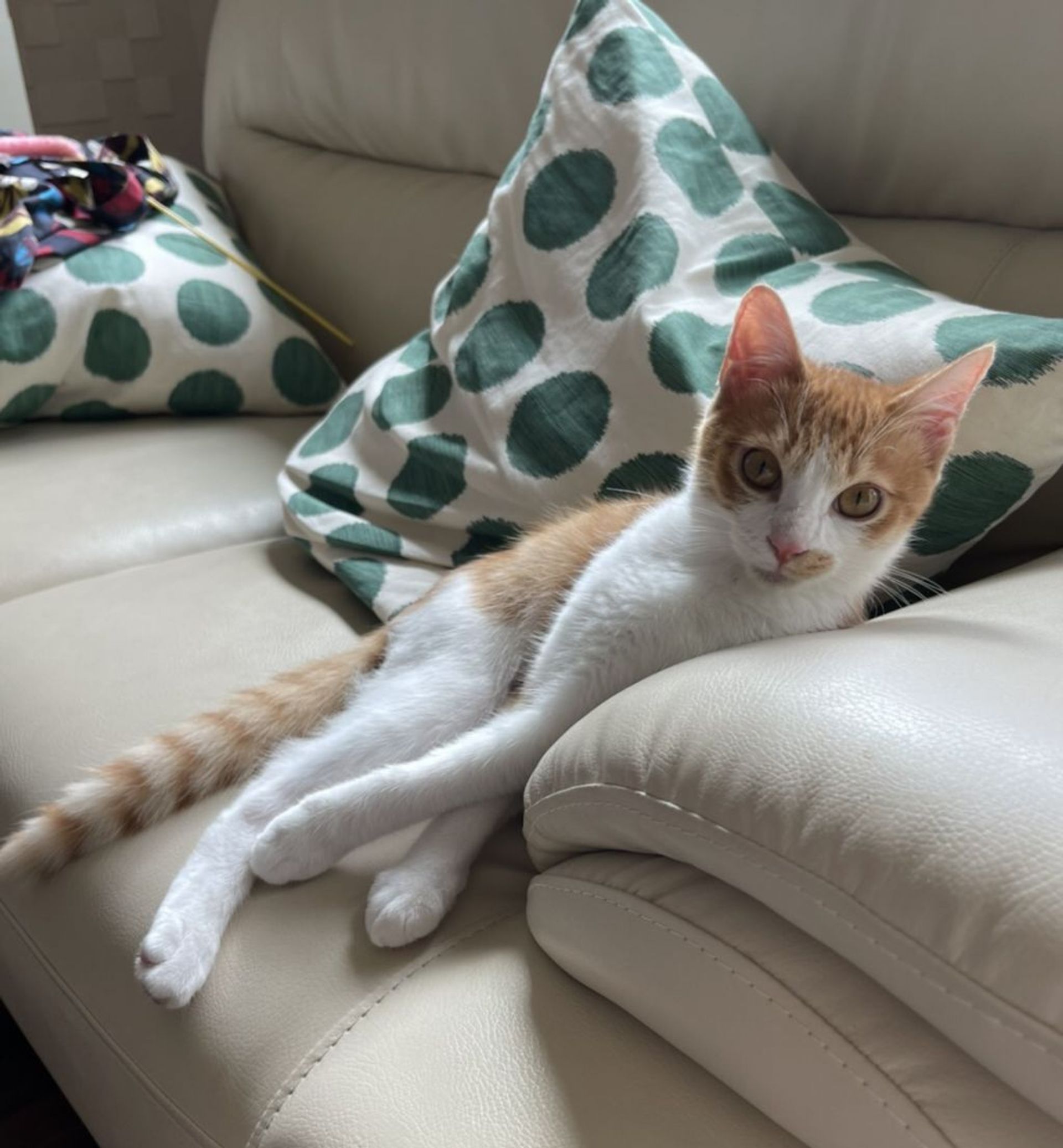 雑種（ミックス猫）・オスの里親募集の写真