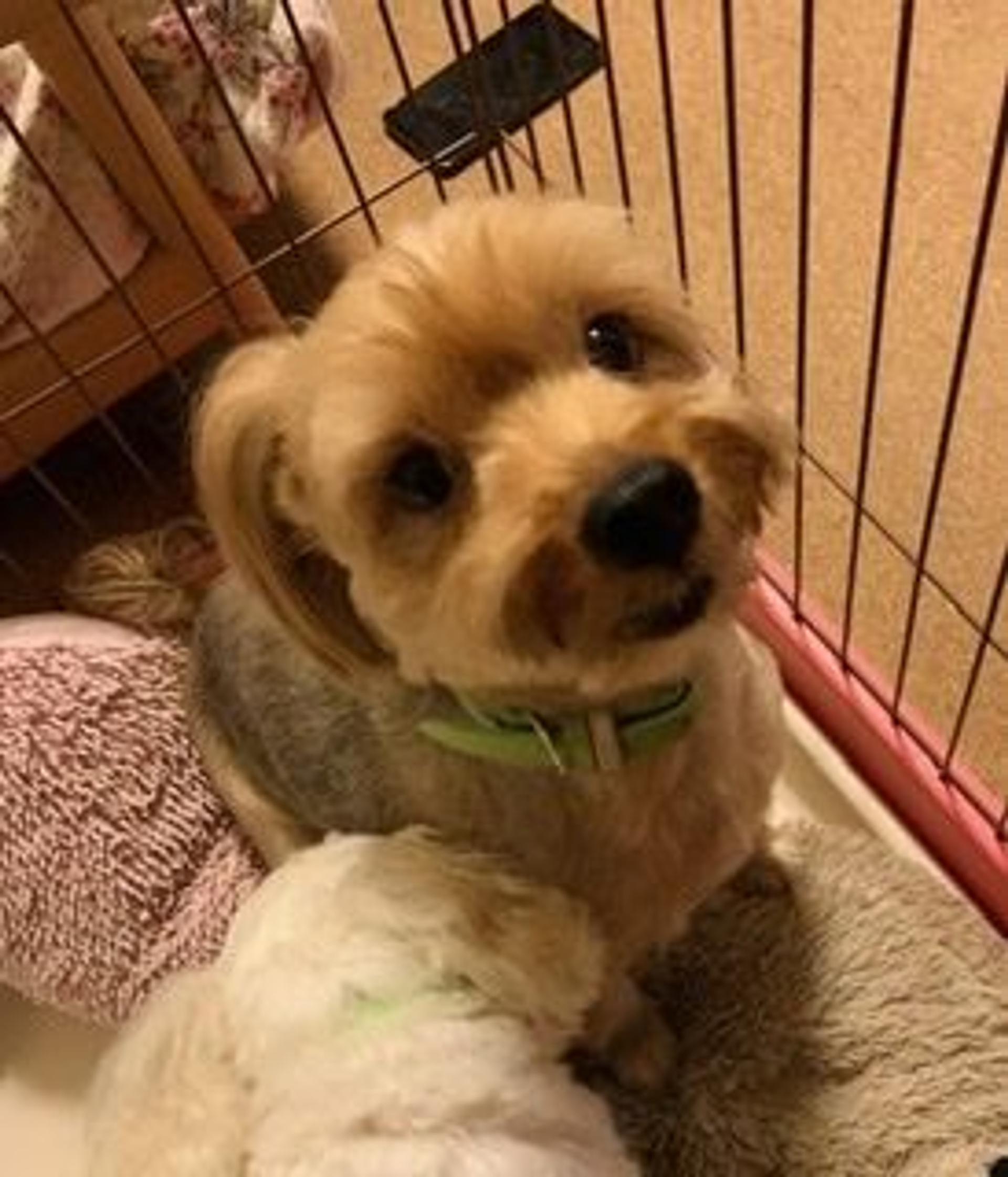 pet-image-3