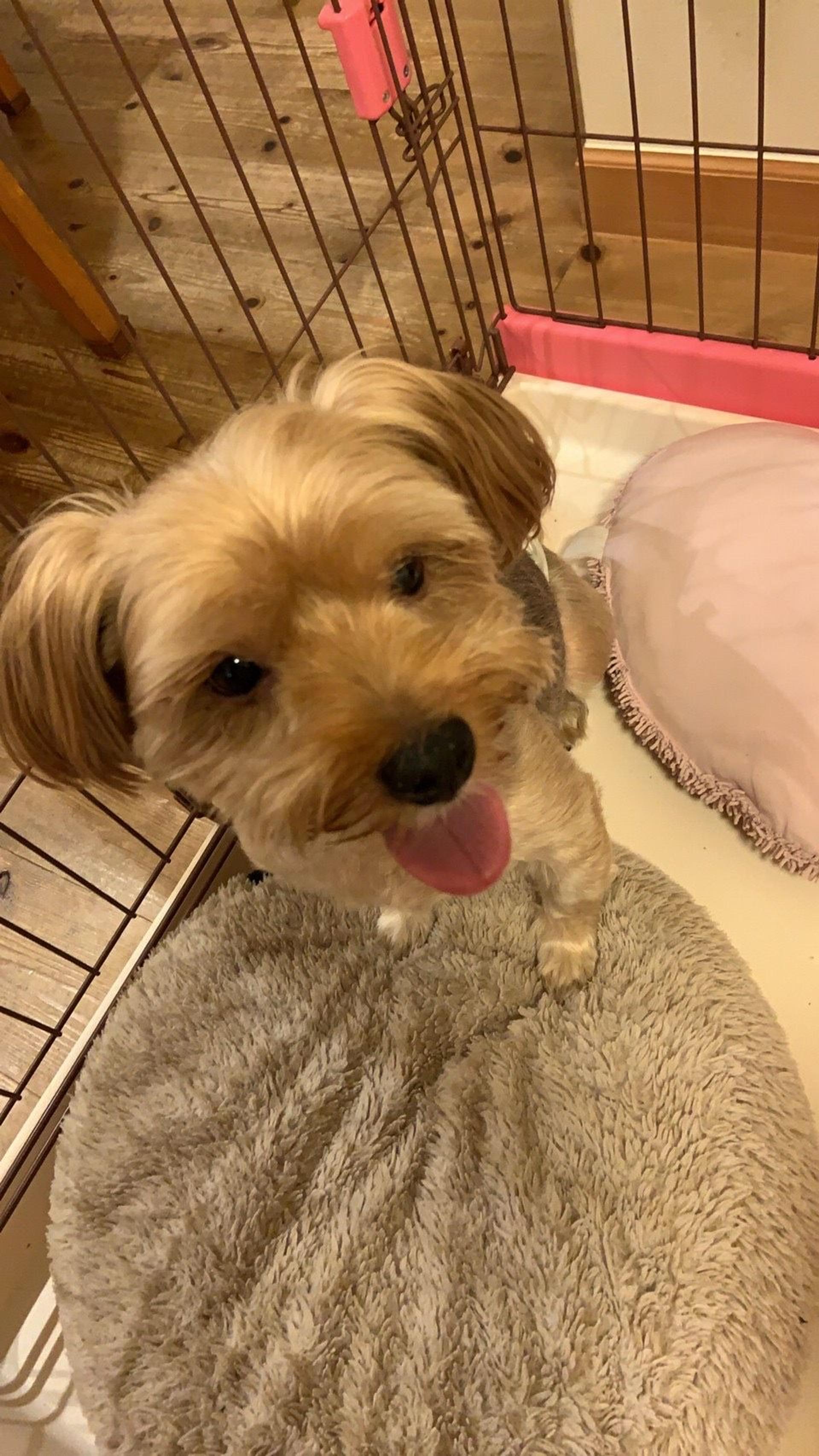pet-image-5