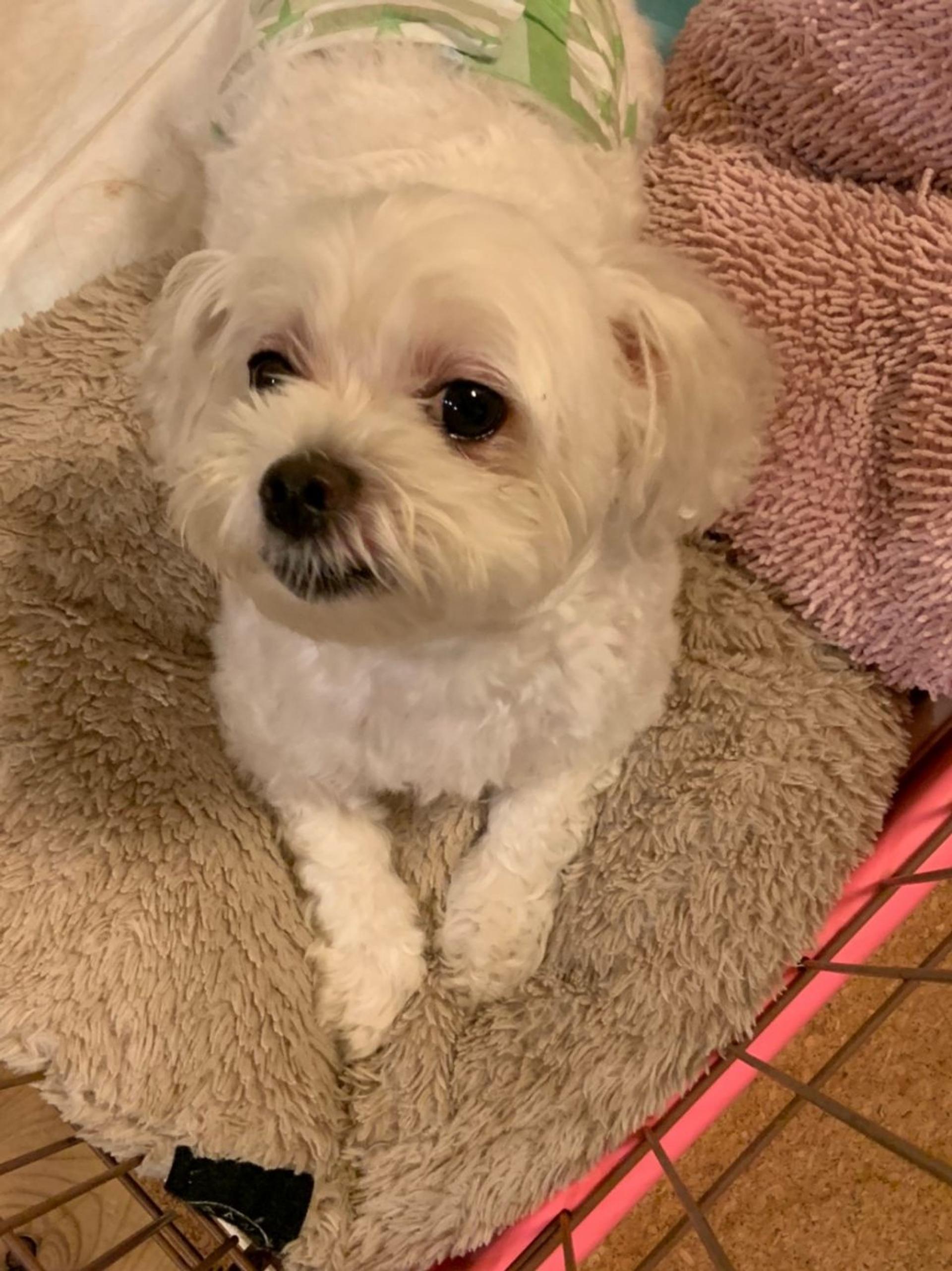 pet-image-2