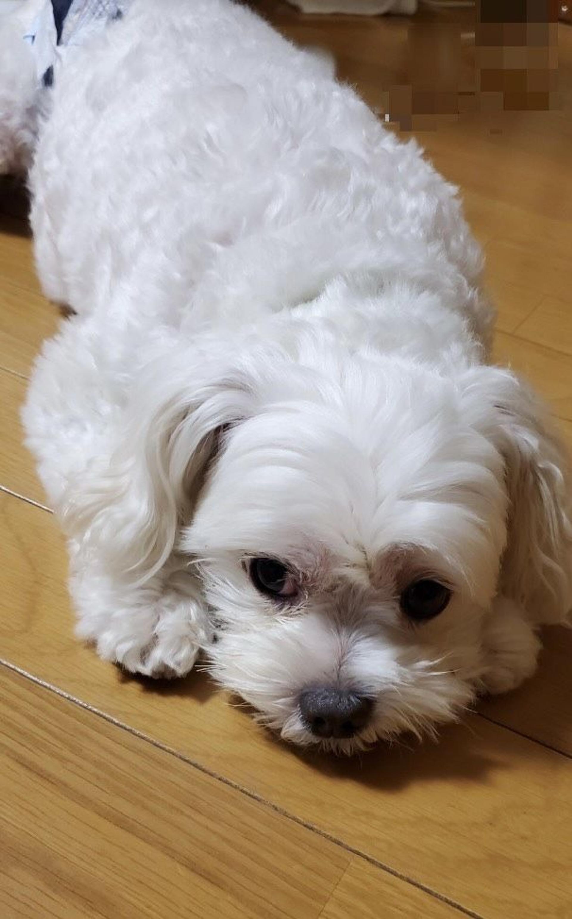 pet-image-3