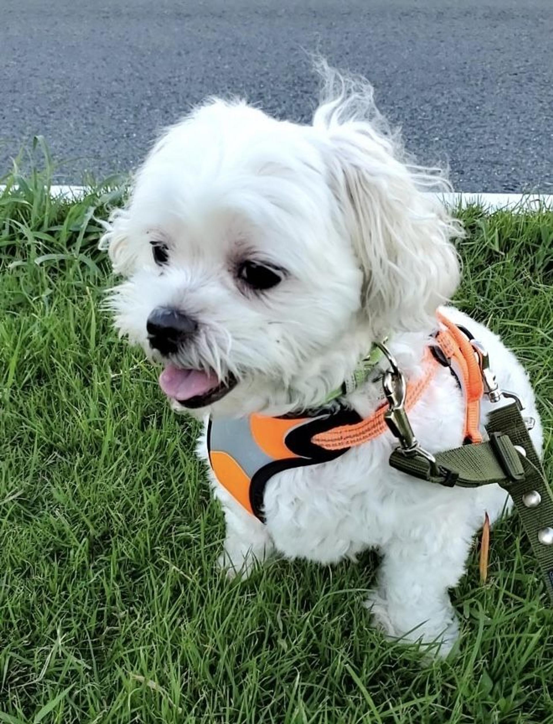 pet-image-4