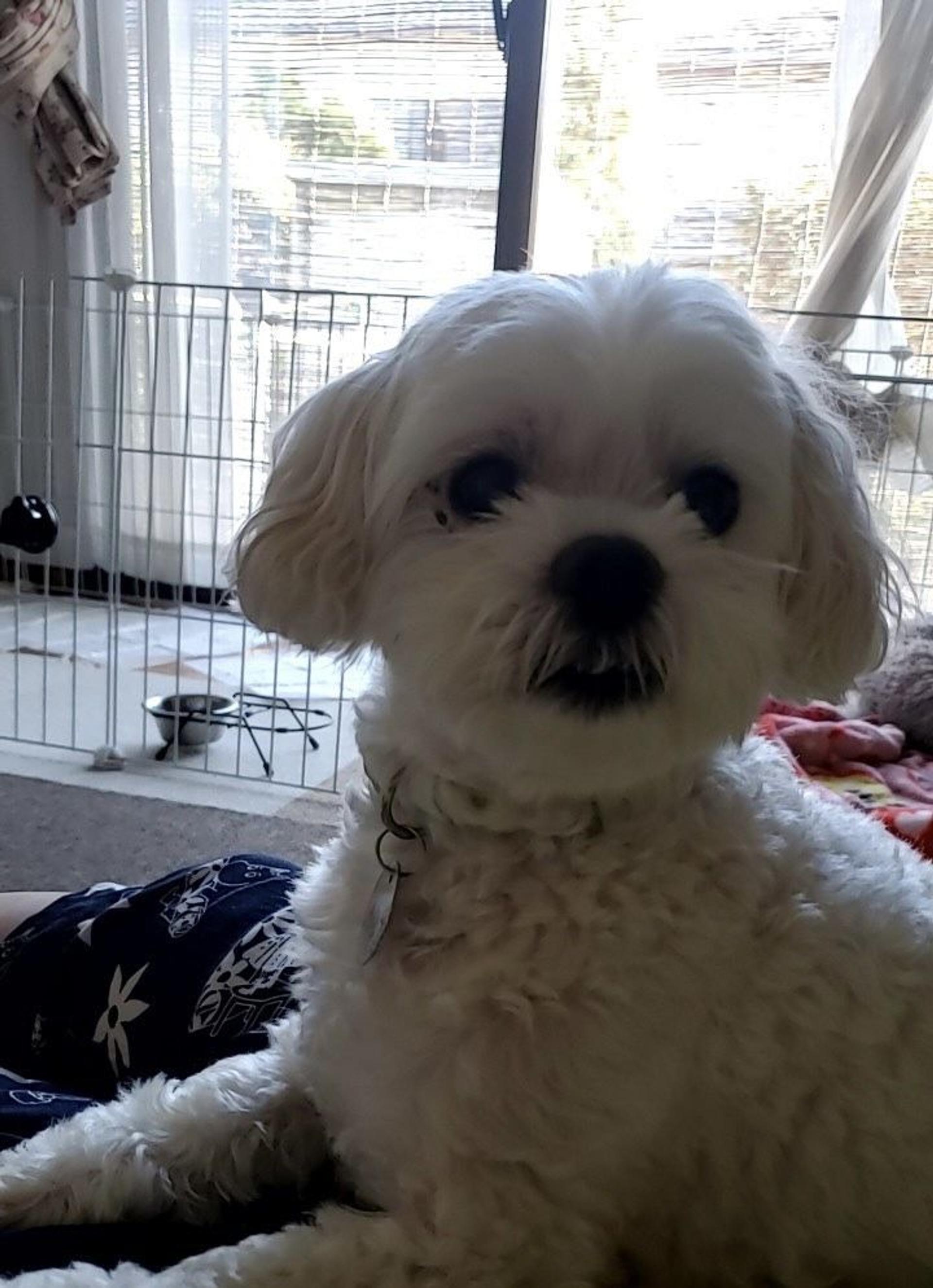 pet-image-6