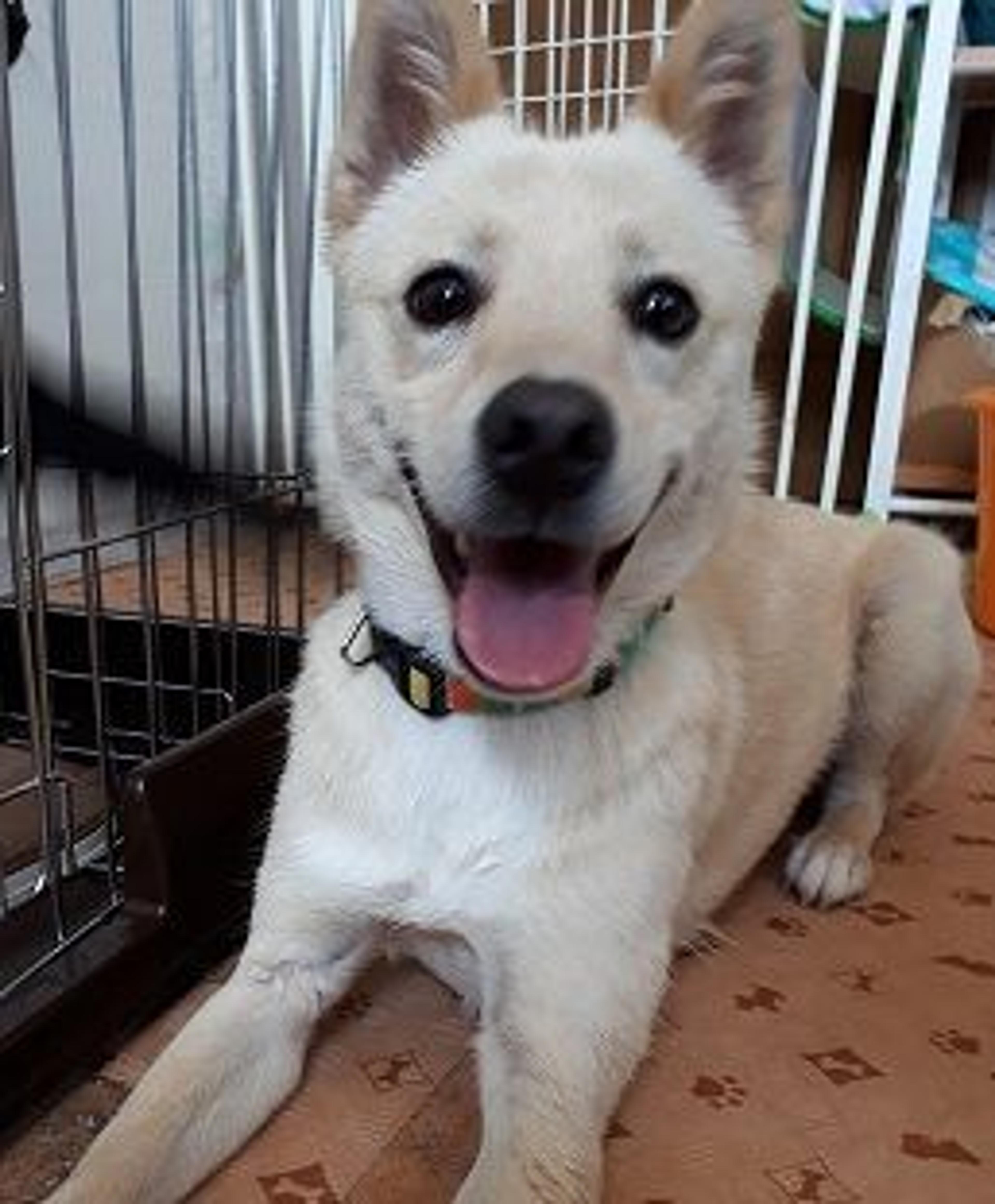 pet-image-2