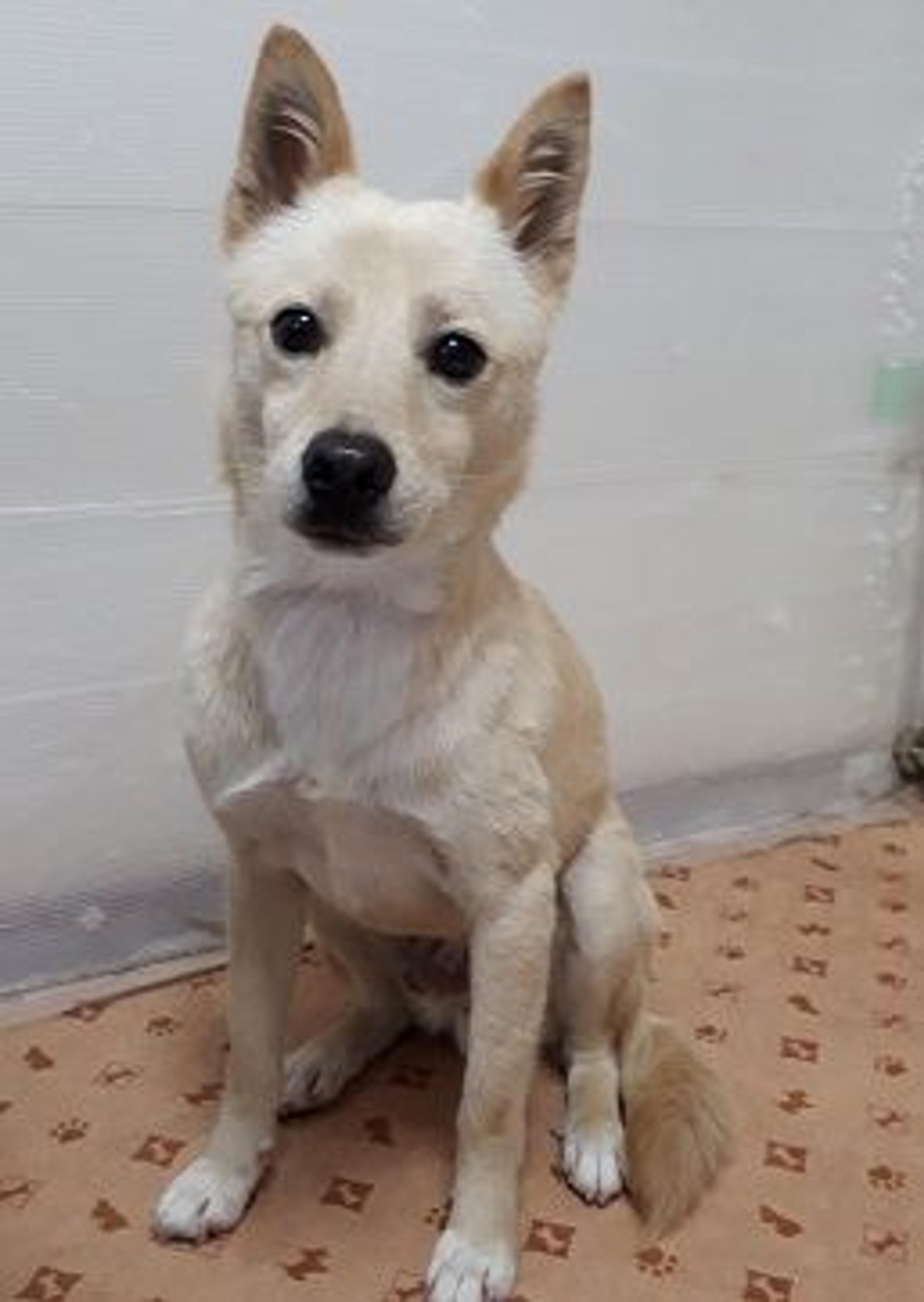 pet-image-3