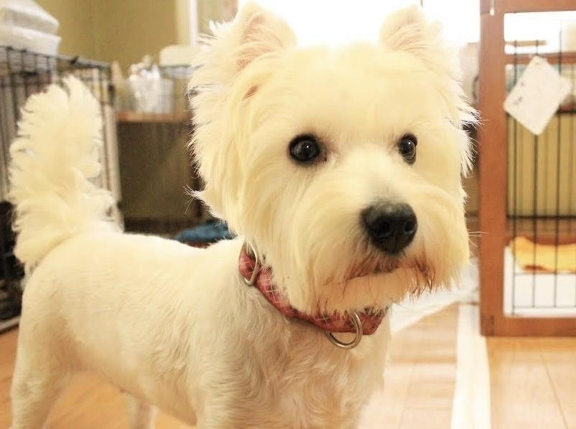pet-image-2