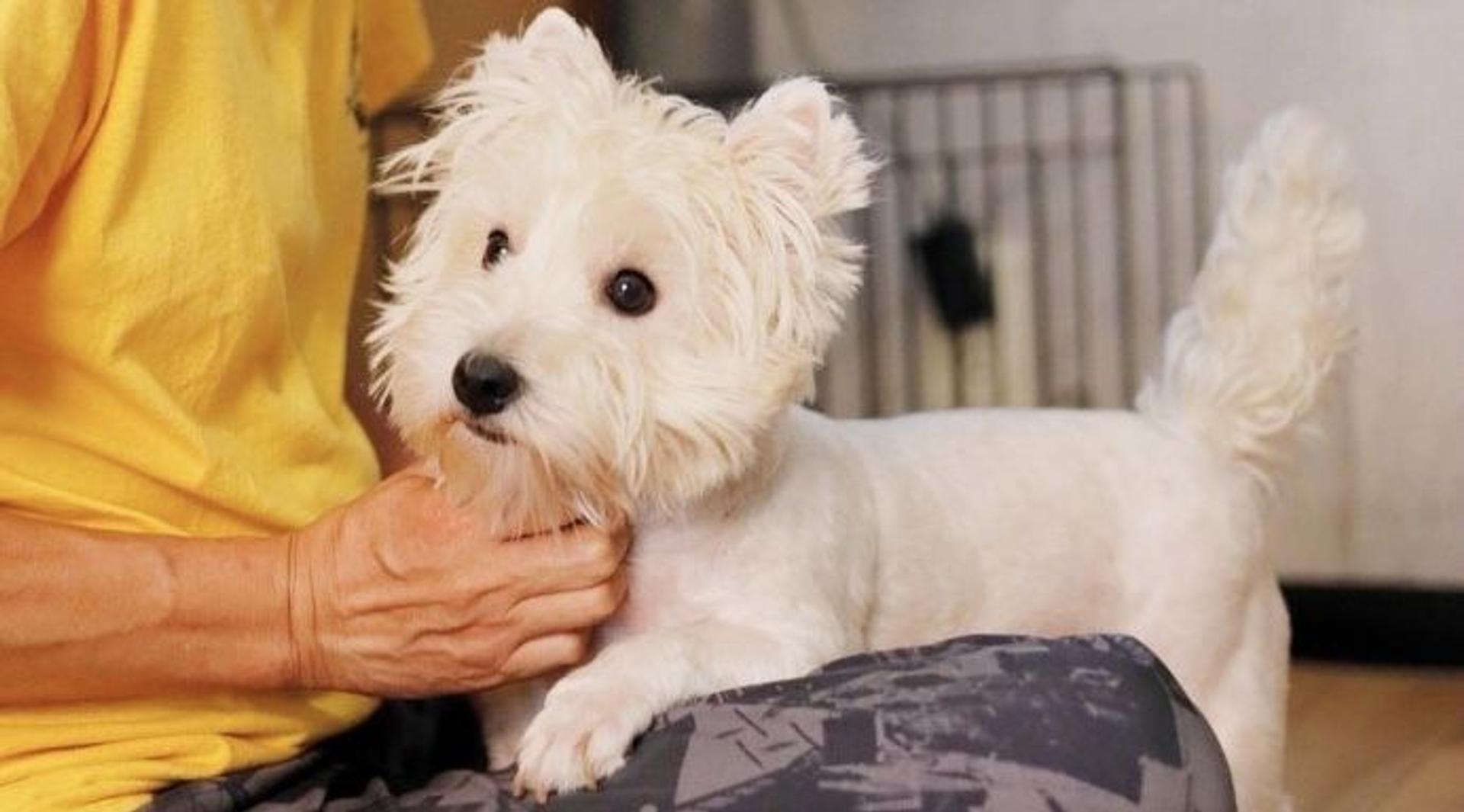 pet-image-7