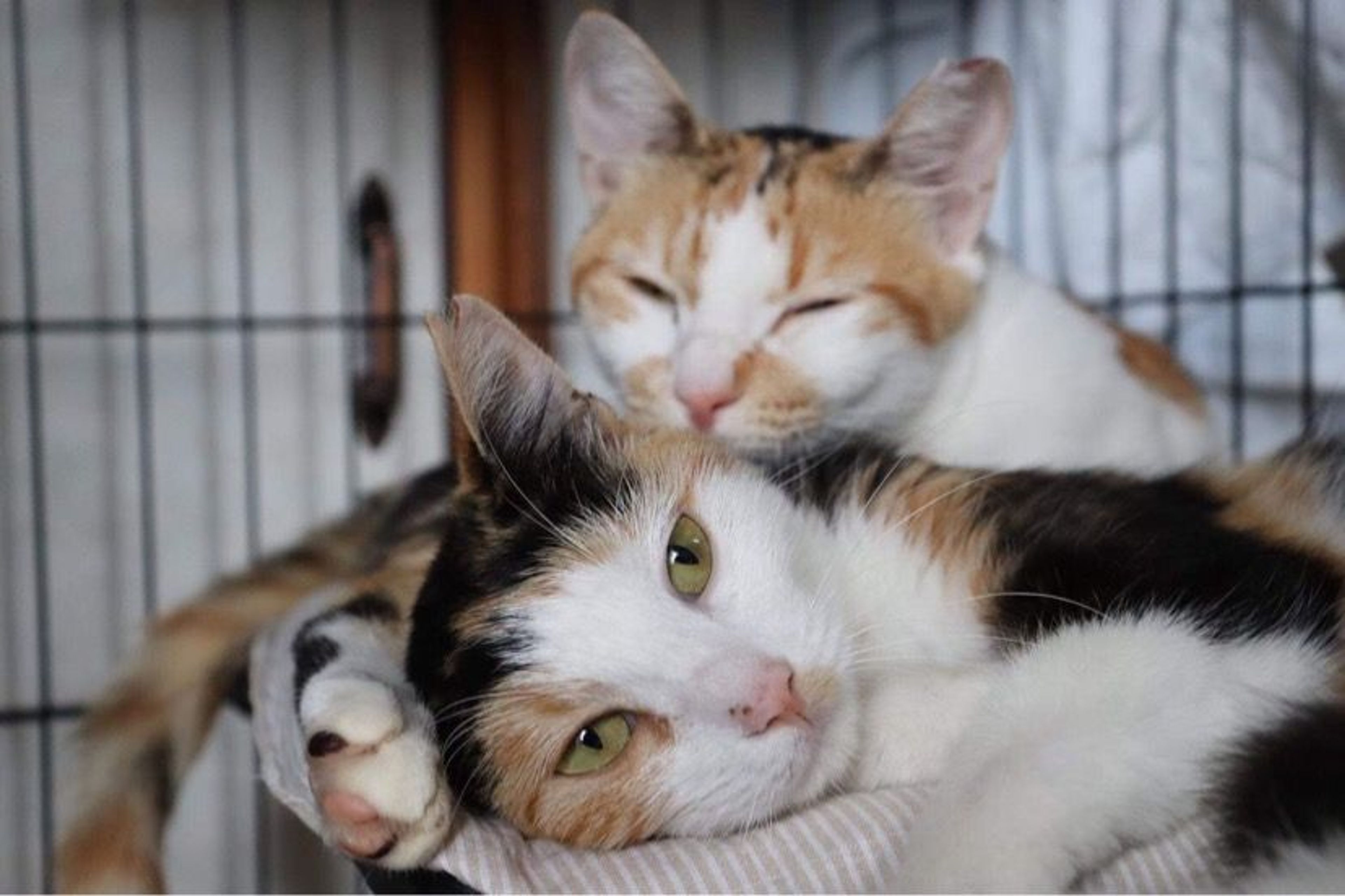 雑種（ミックス猫）・メスの里親募集の写真