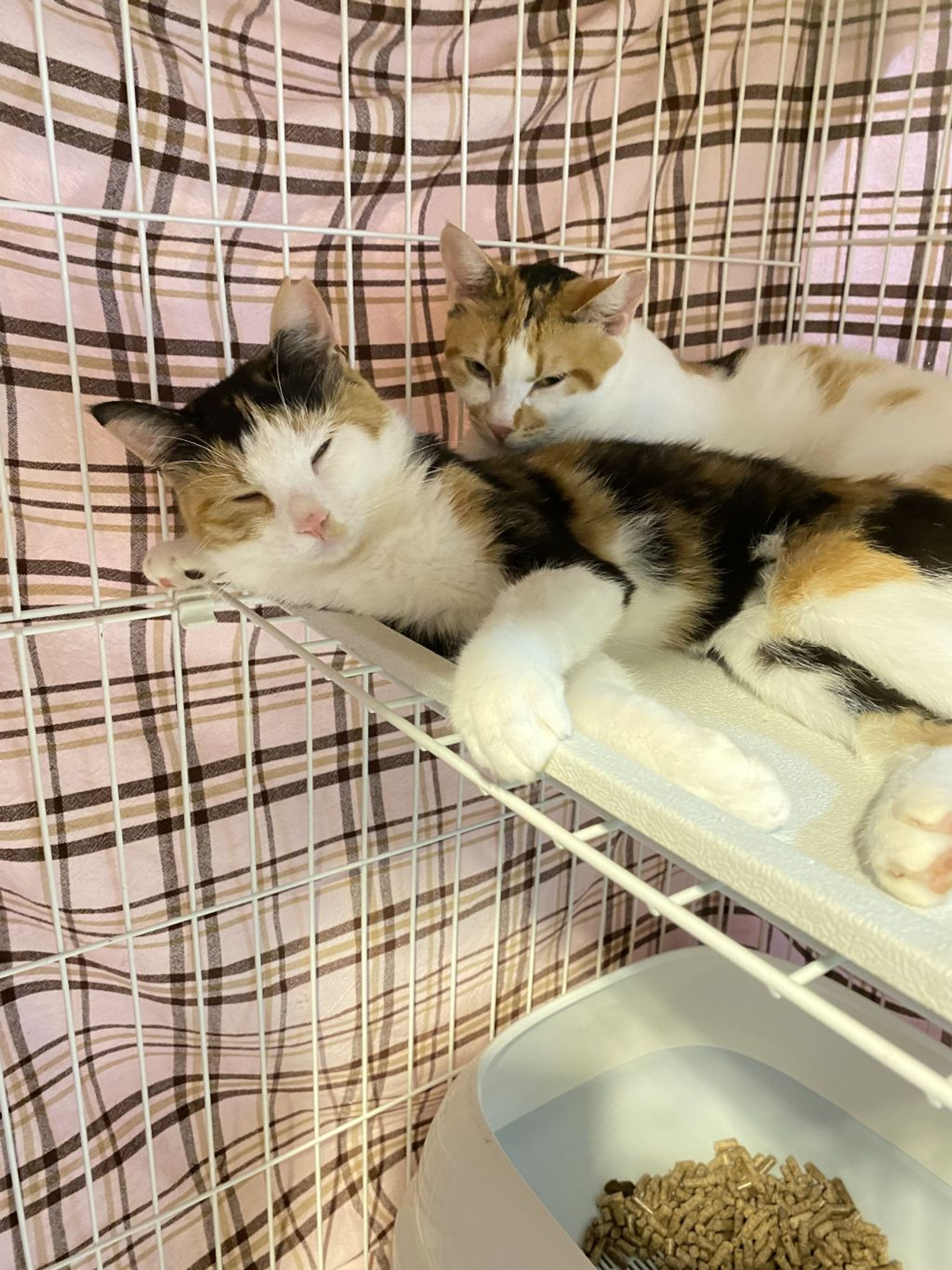 pet-image-4