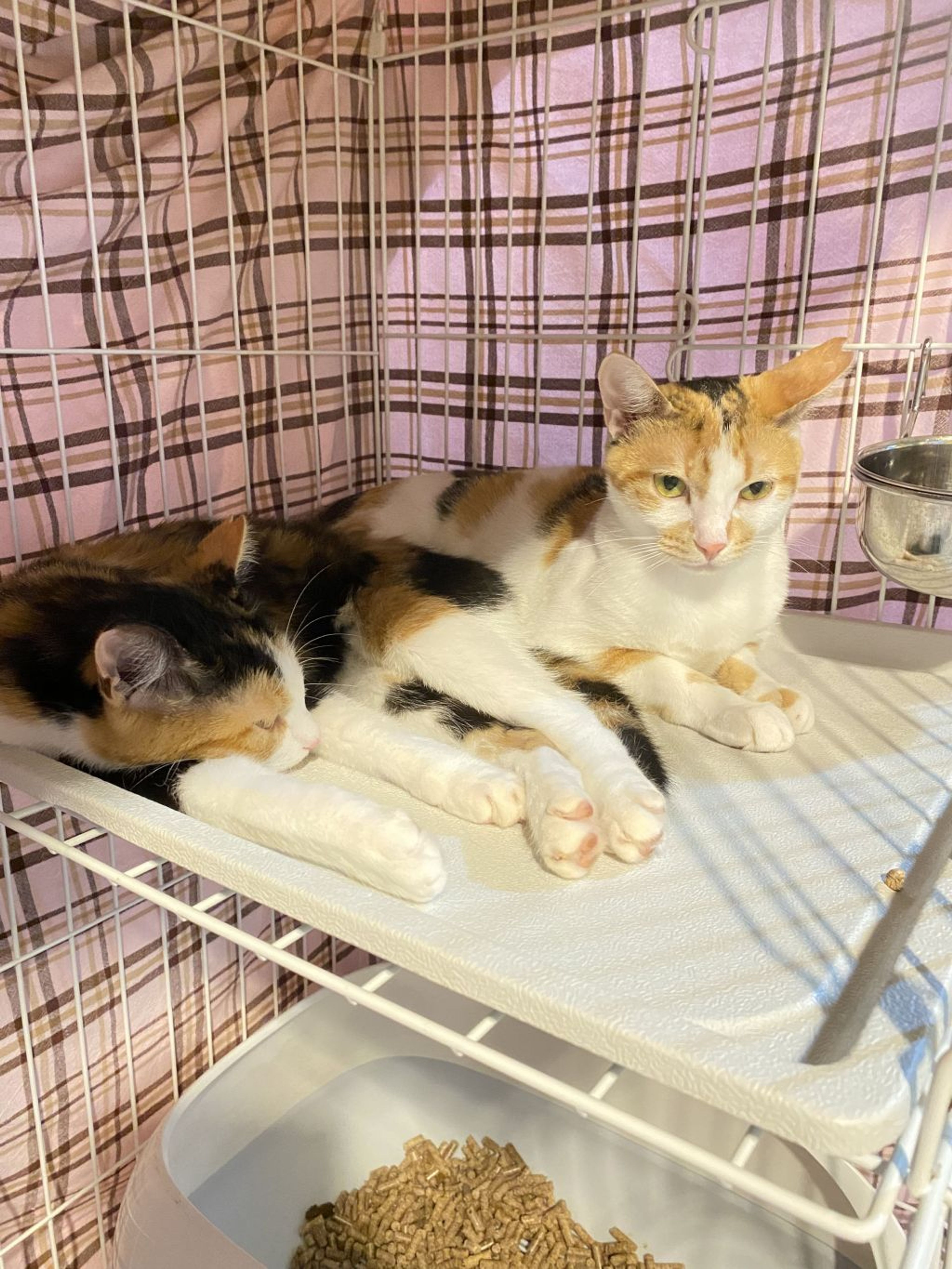 pet-image-6