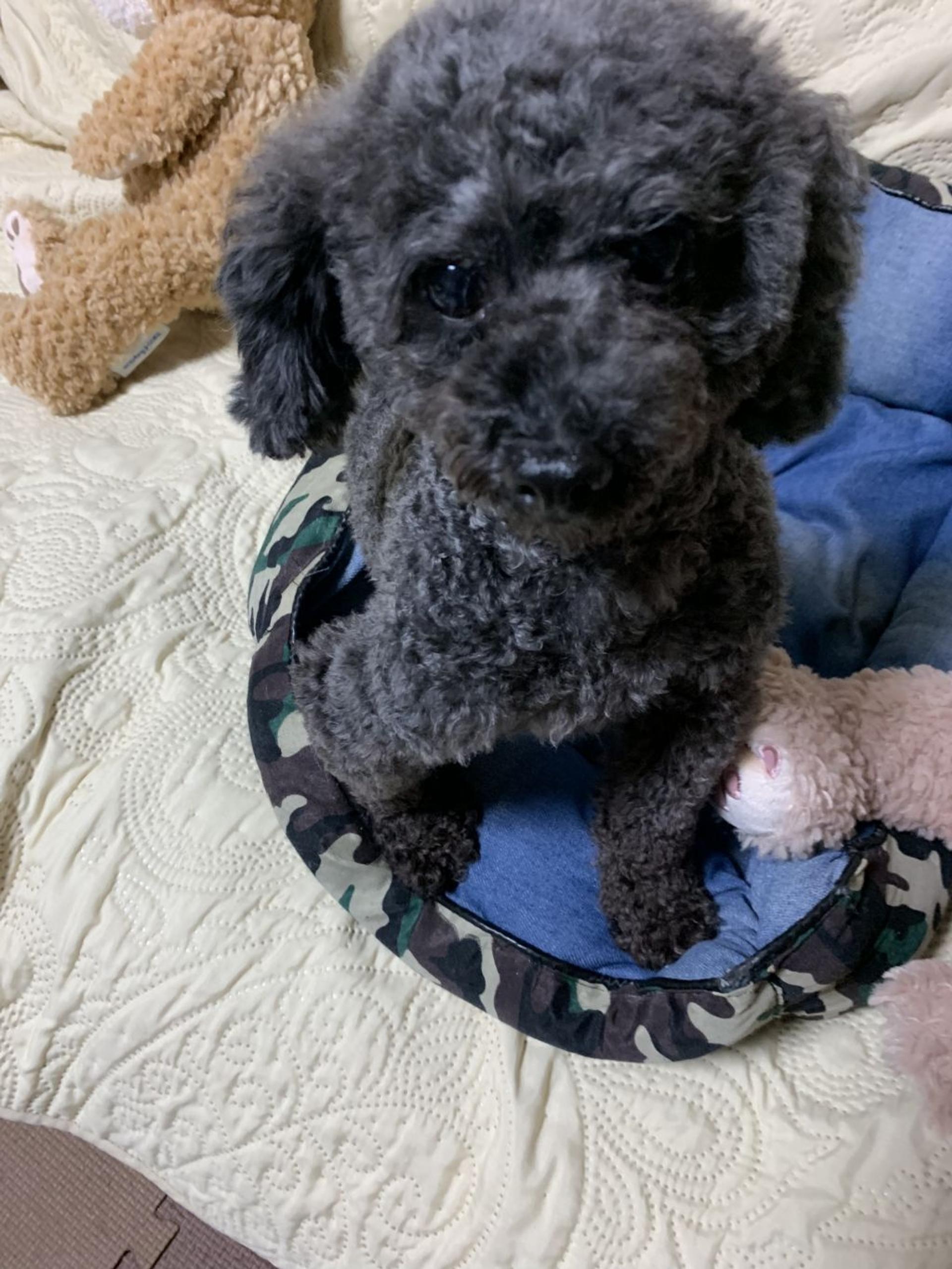 pet-image-2