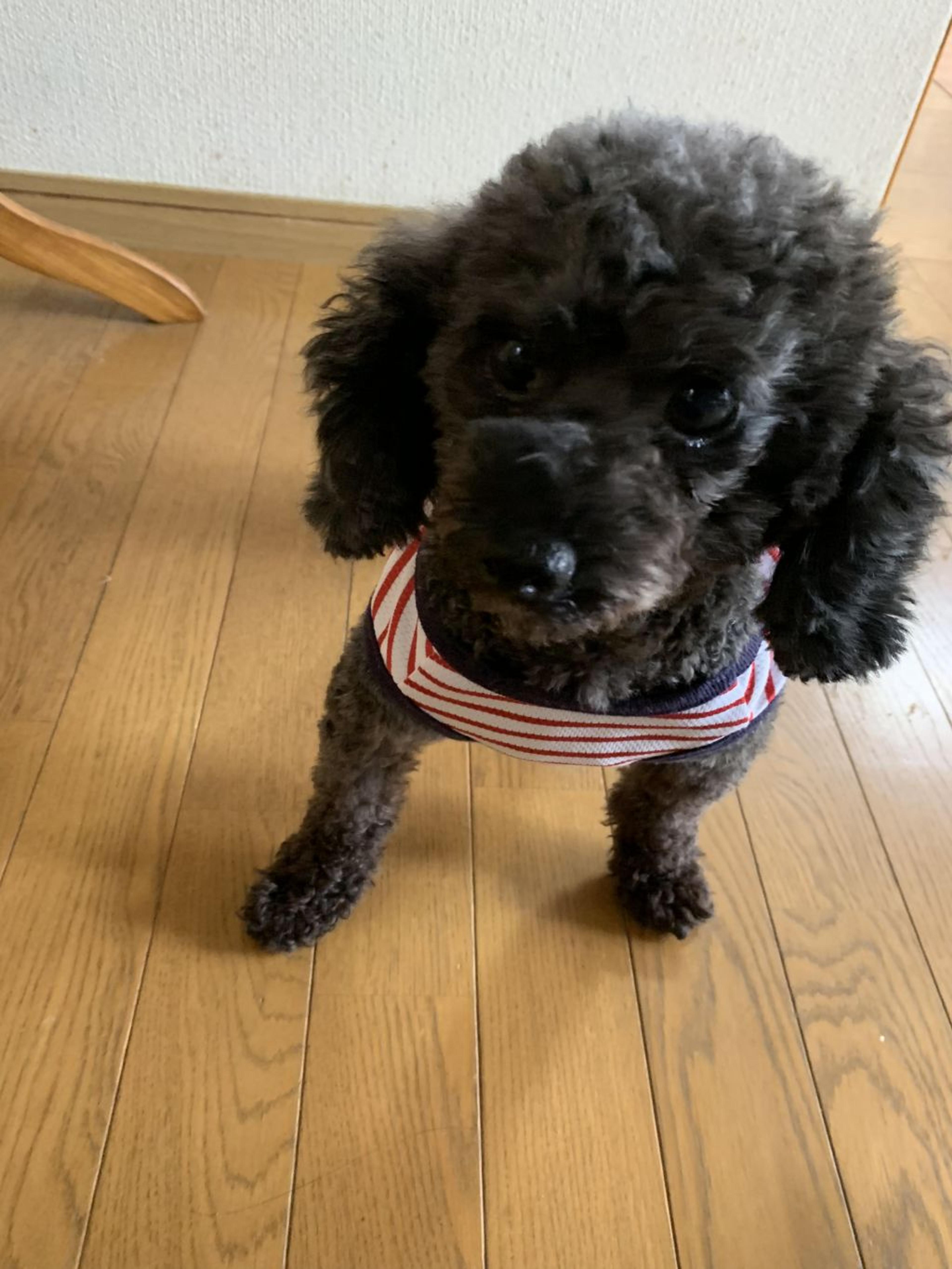 pet-image-3