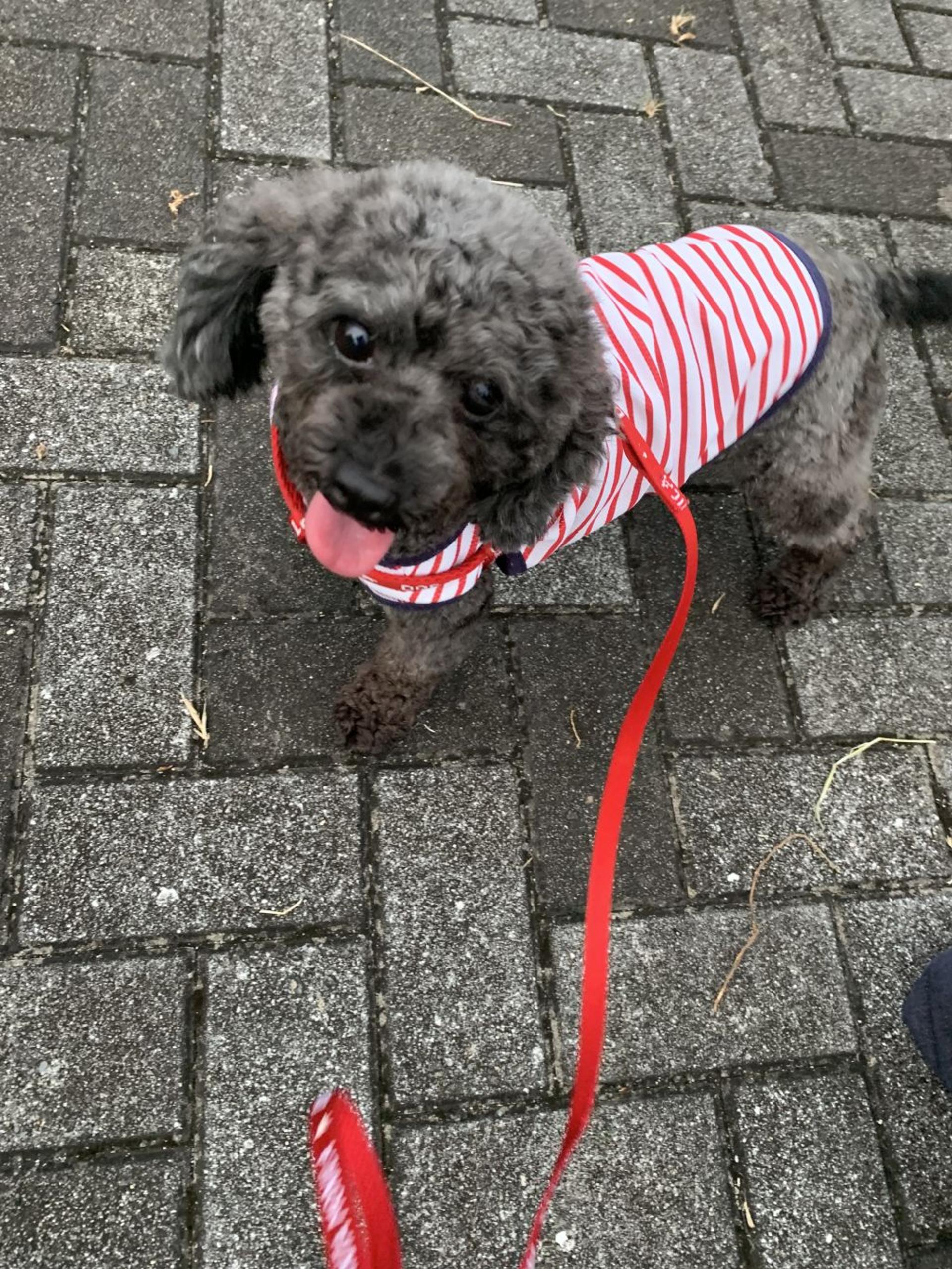 pet-image-4