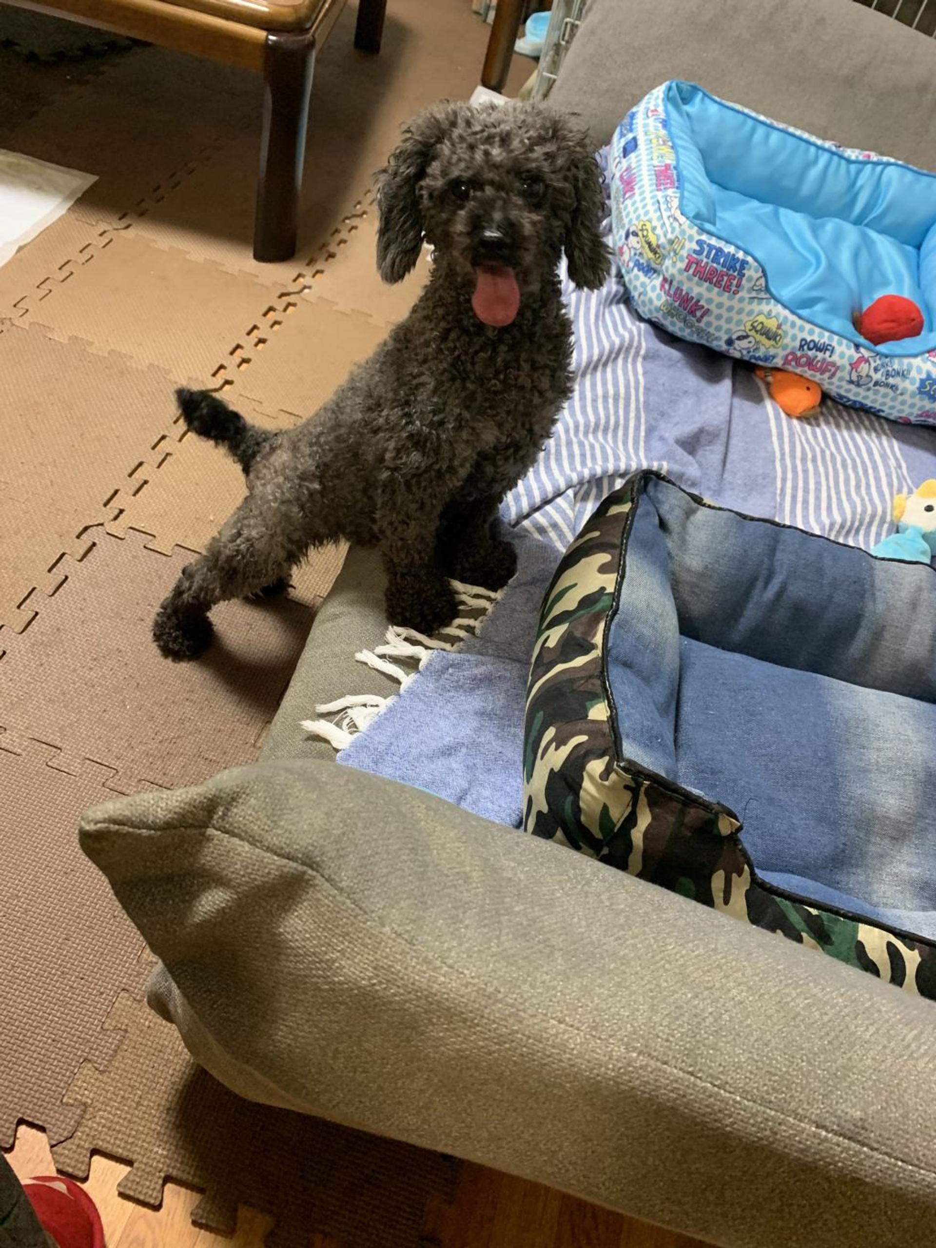 pet-image-5