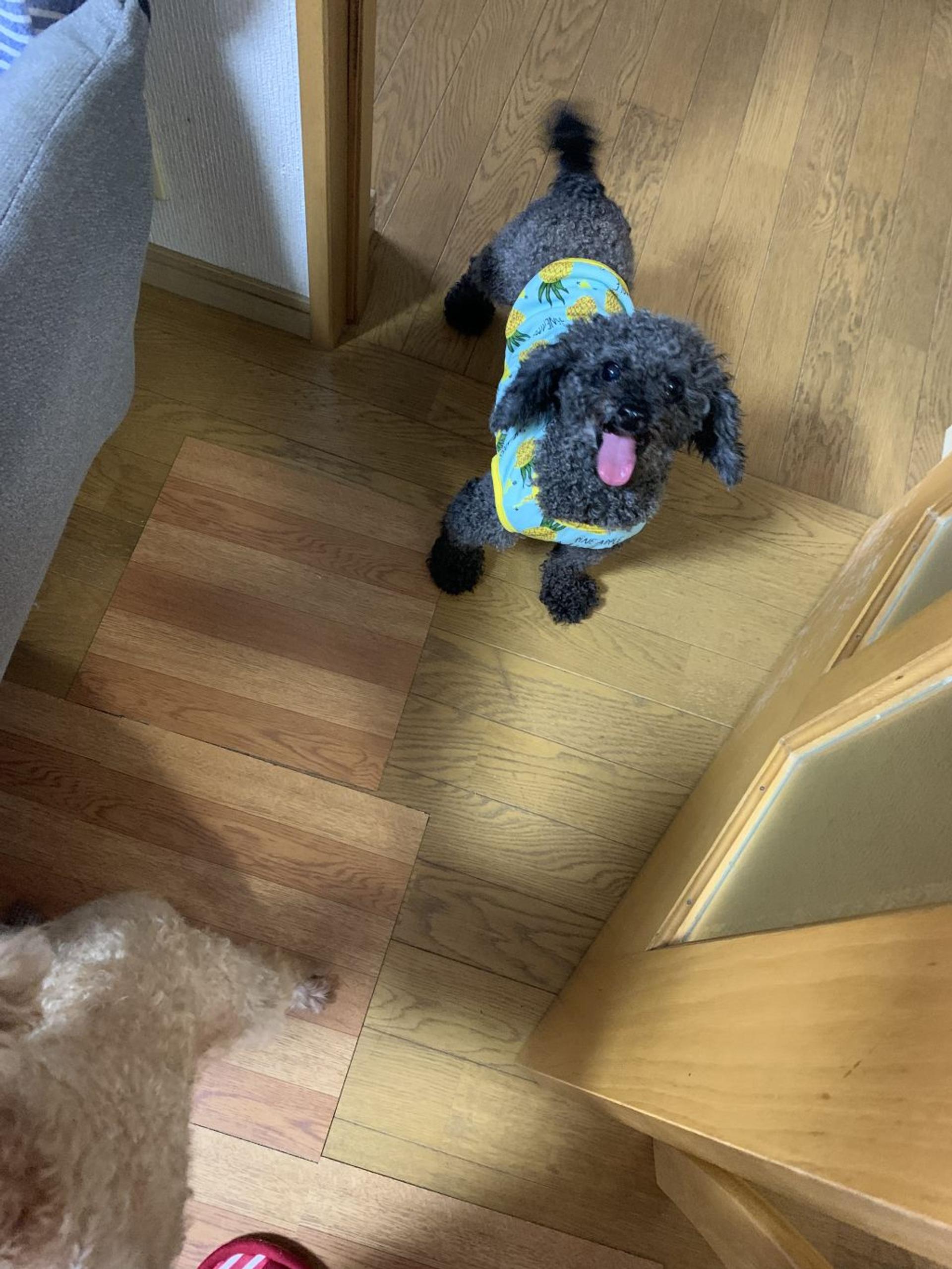 pet-image-8