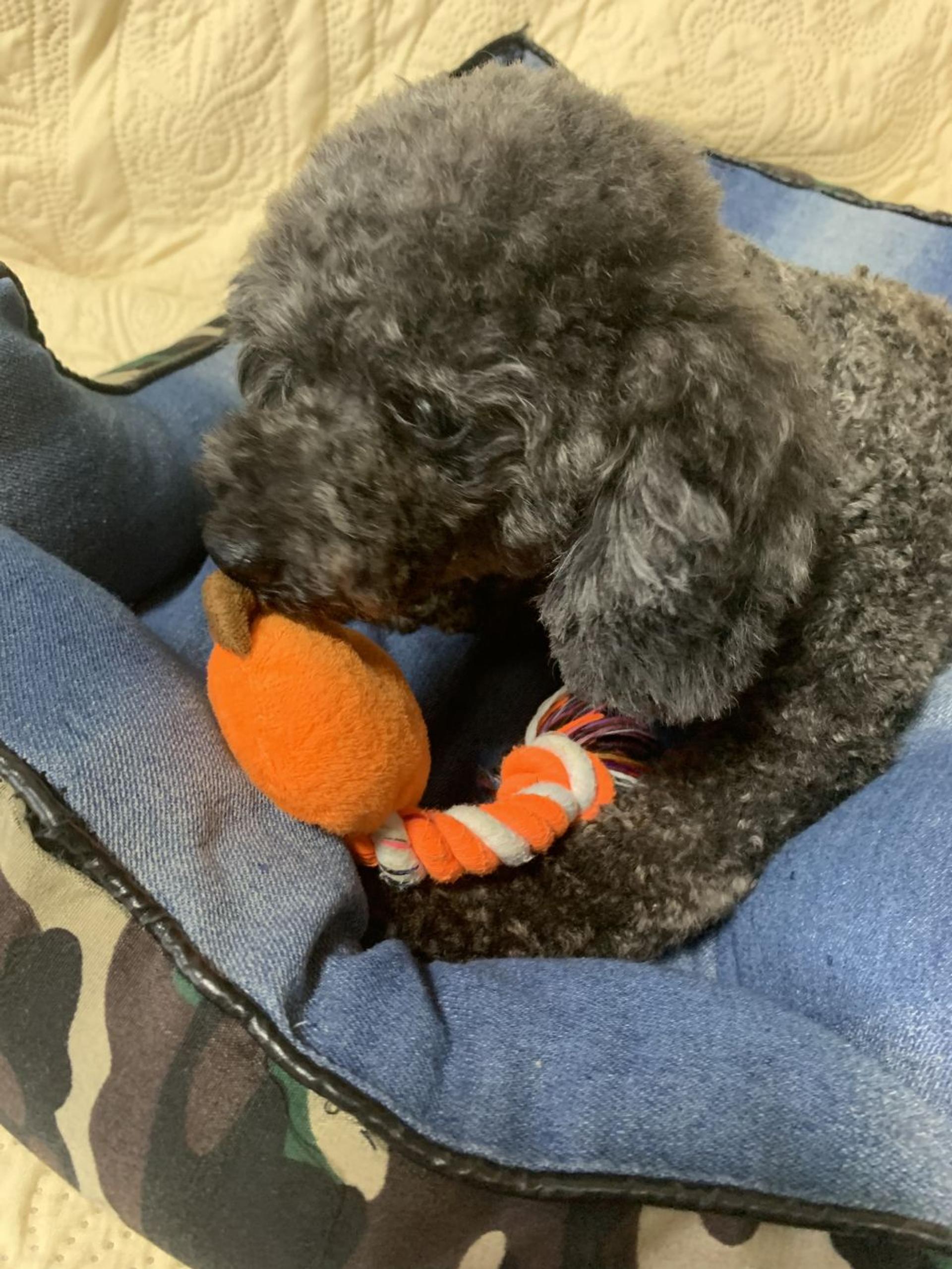 pet-image-9