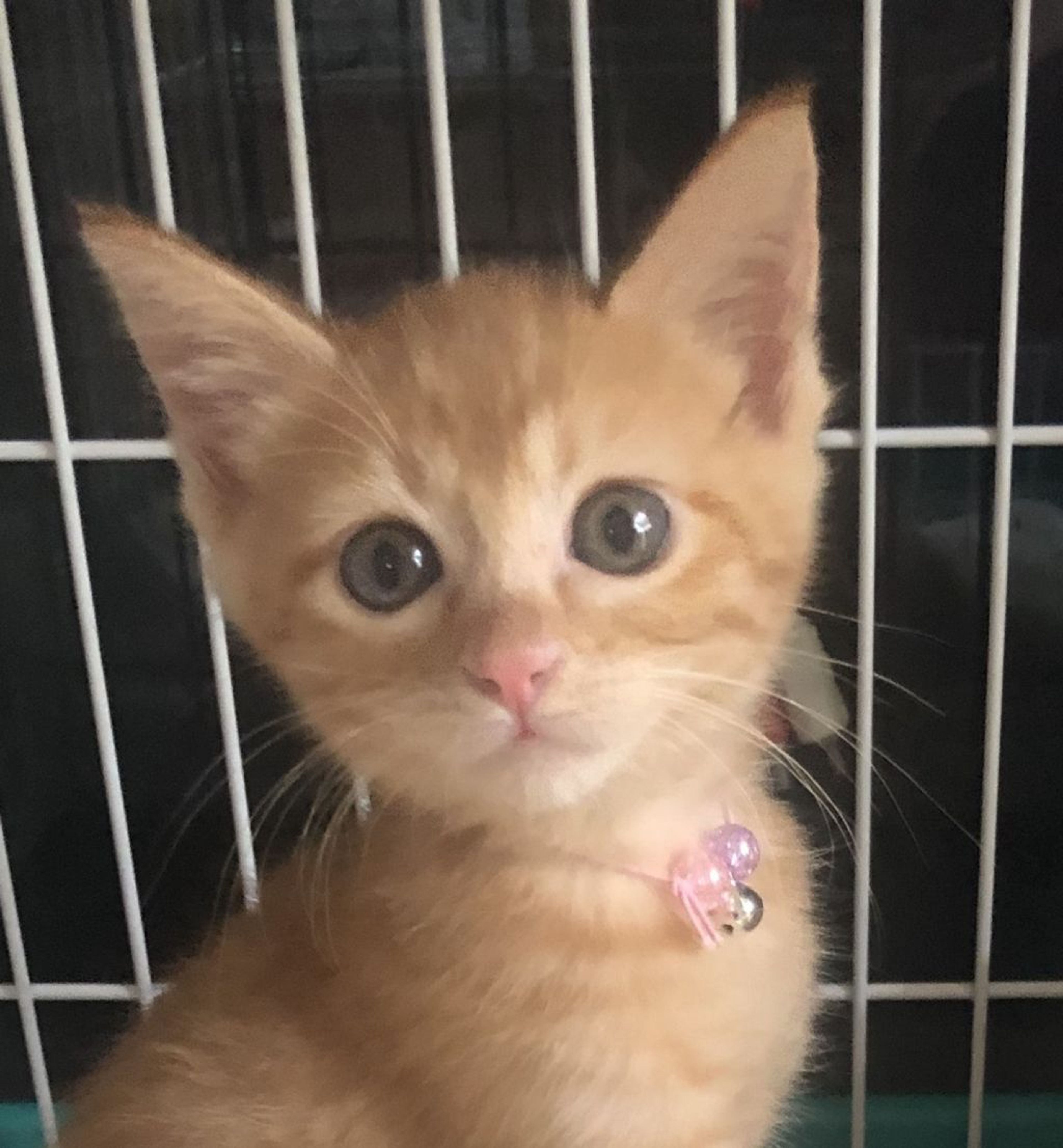 雑種（ミックス猫）・メスの里親募集の写真