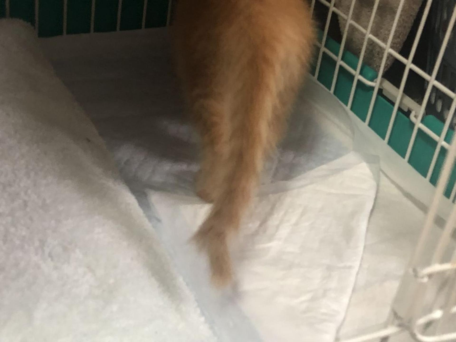 pet-image-3